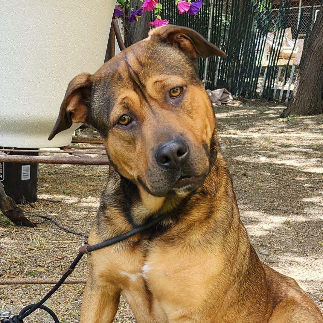 Flora, adopted, Young Female Pit Bull Terrier.