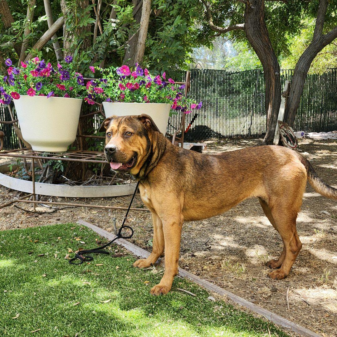 Enlarge Flora, an adopted mixed breed in Burbank, CA image 2/6
