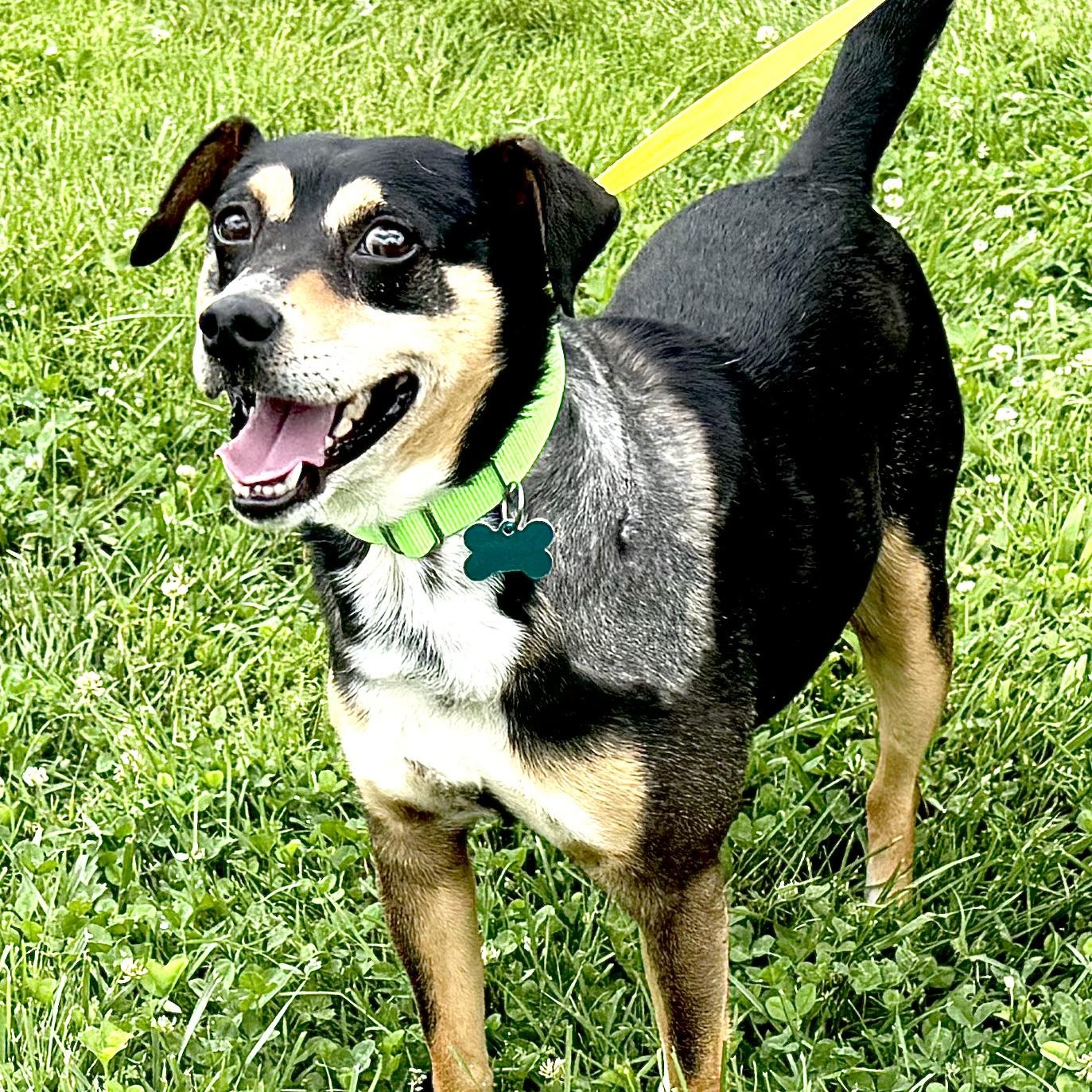 Enlarge Eddie -s, a ADOPTABLE mixed breed in Sequatchie, TN image 2/6