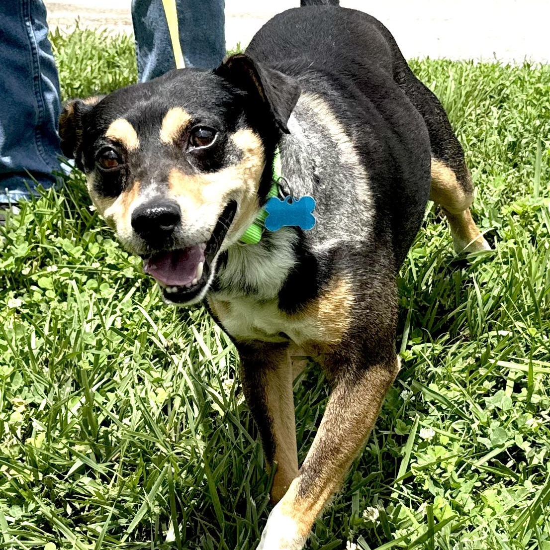 Enlarge Eddie -s, a ADOPTABLE mixed breed in Sequatchie, TN image 5/6