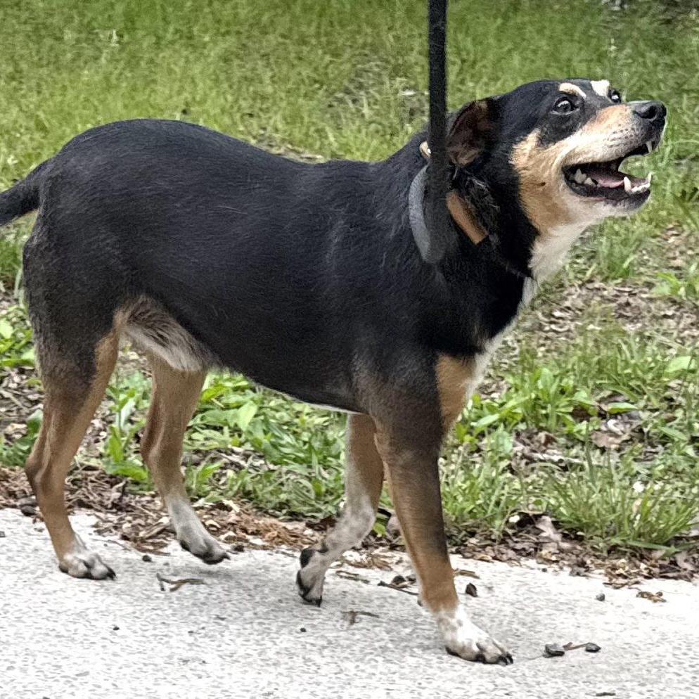 Enlarge Eddie -s, a ADOPTABLE mixed breed in Sequatchie, TN image 3/6