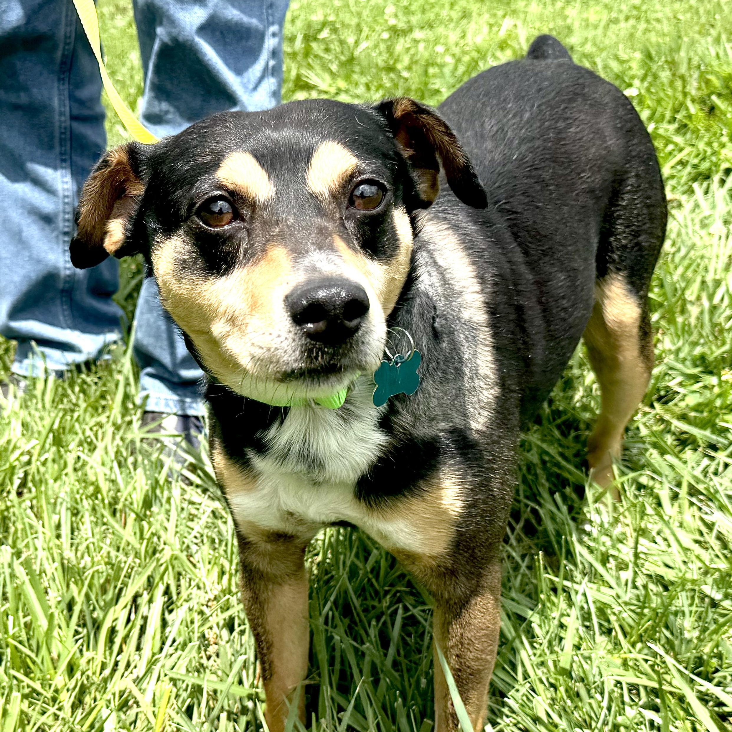Enlarge Eddie -s, a ADOPTABLE mixed breed in Sequatchie, TN image 4/6