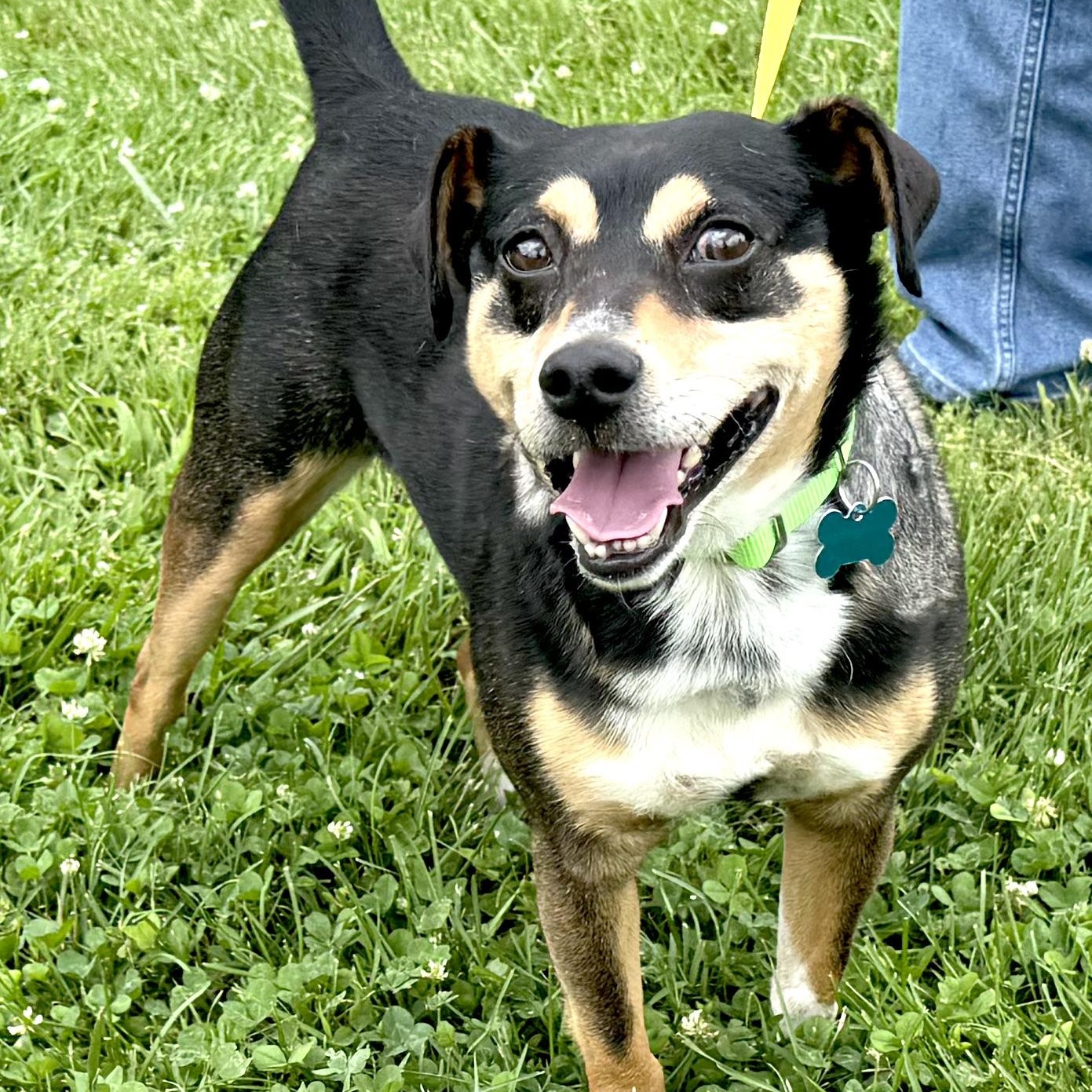Eddie -s, ADOPTABLE, Adult Male Miniature Pinscher & Jack Russell Terrier.