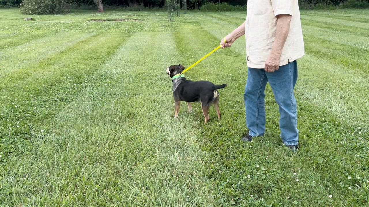 Enlarge Eddie -s, a ADOPTABLE mixed breed in Sequatchie, TN video 6/6