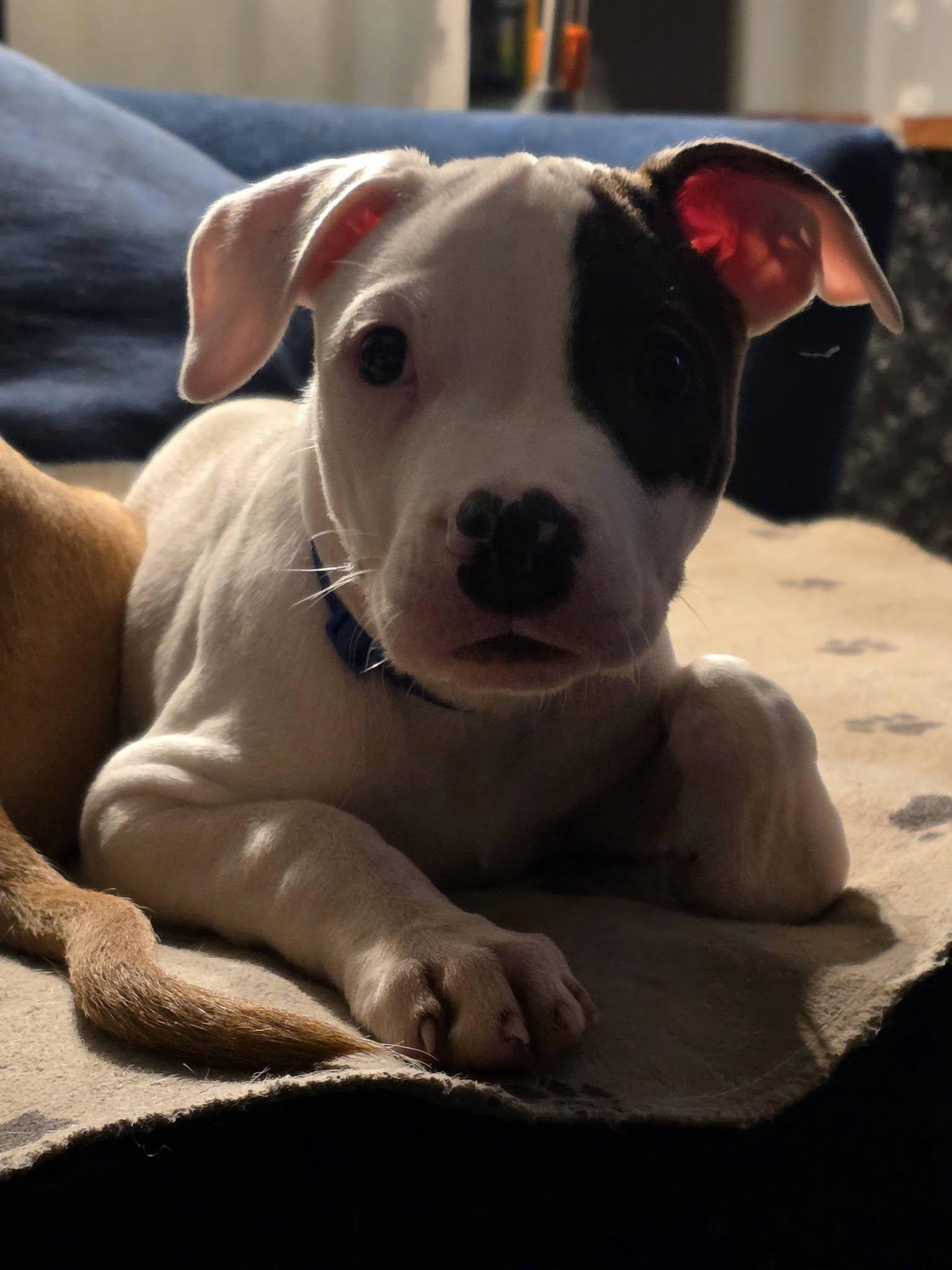 Puppies - Coming Soon, a ADOPTABLE Pit Bull Terrier in Niles, IL image 3/5