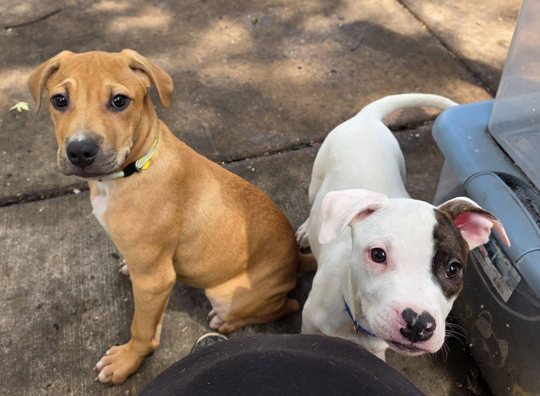 Puppies - Coming Soon, a ADOPTABLE Pit Bull Terrier in Niles, IL image 5/5