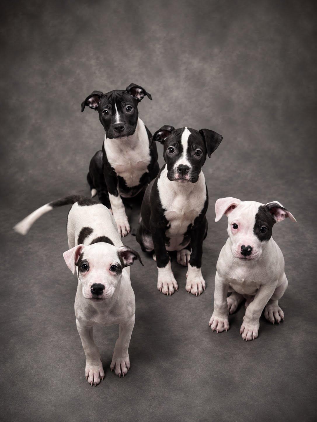 Puppies - Coming Soon, ADOPTABLE, Puppy Male Pit Bull Terrier.