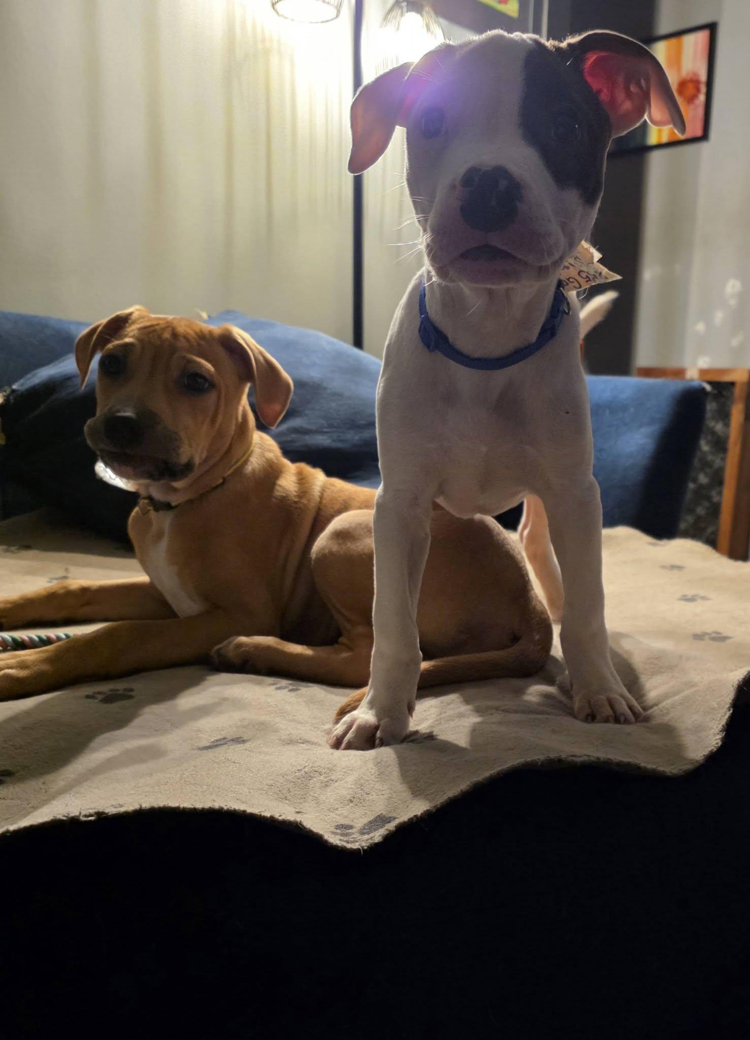 Puppies - Coming Soon, a ADOPTABLE Pit Bull Terrier in Niles, IL image 4/5