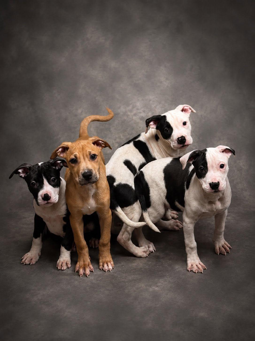 Puppies - Coming Soon, a ADOPTABLE Pit Bull Terrier in Niles, IL image 2/5