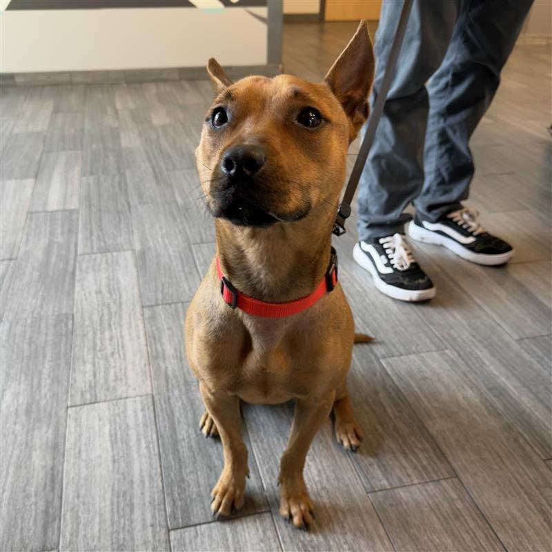 Enlarge Toji, a Adoptable Mixed Breed in Jacksonville, FL image 1/1