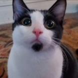 Tux aka Ranger - foster care, Adoptable, Adult Male Domestic Short Hair.