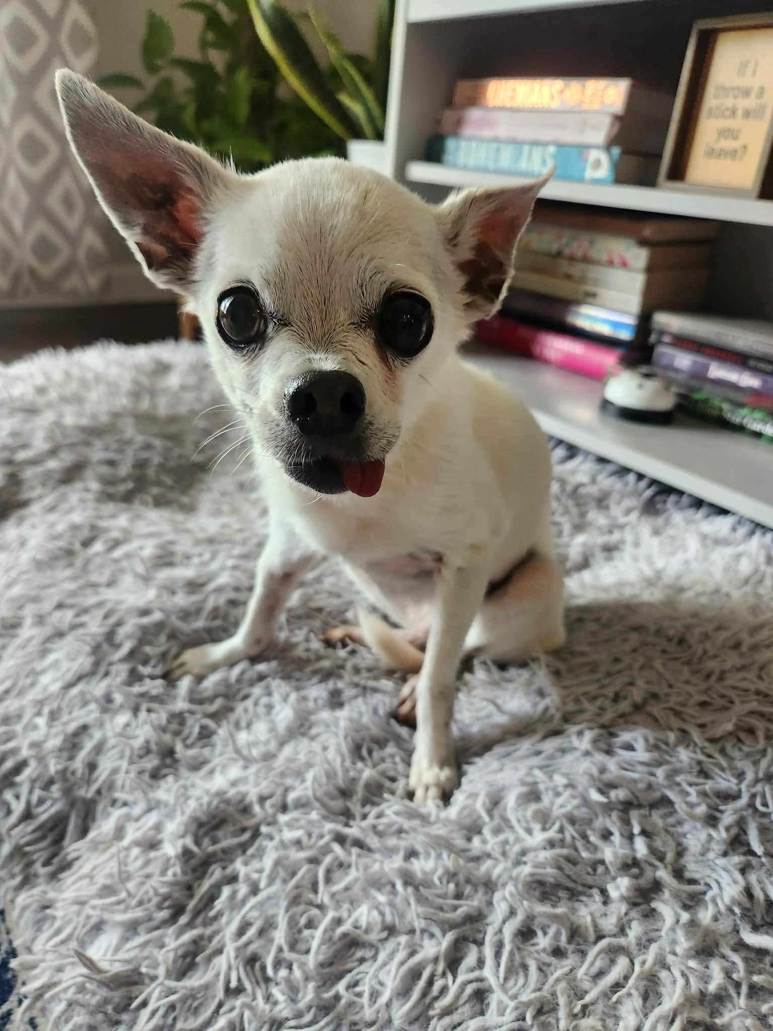 Lantana, Adoptable, Senior Female Chihuahua.