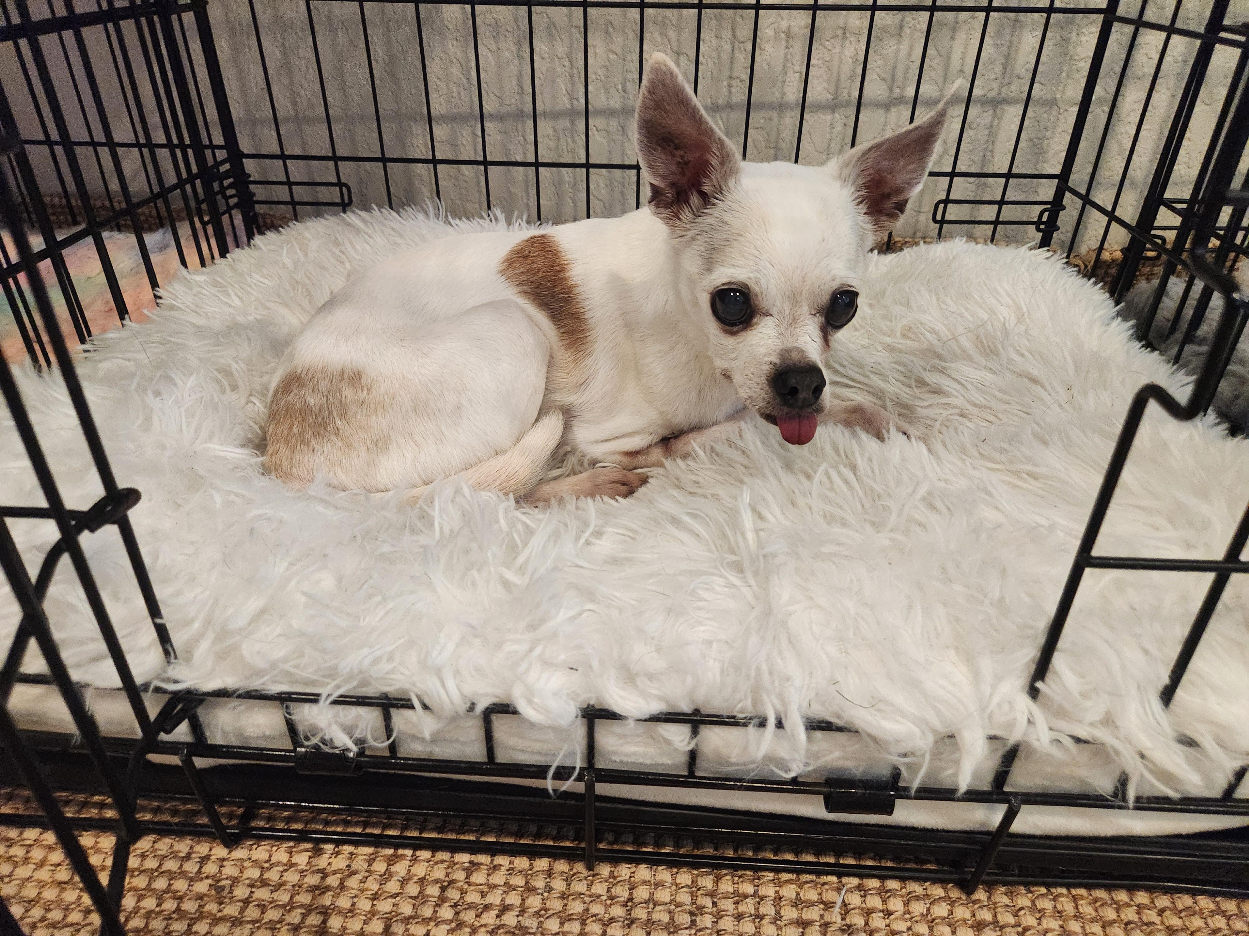 Lantana, a Adoptable Chihuahua in Austin, TX image 2/6