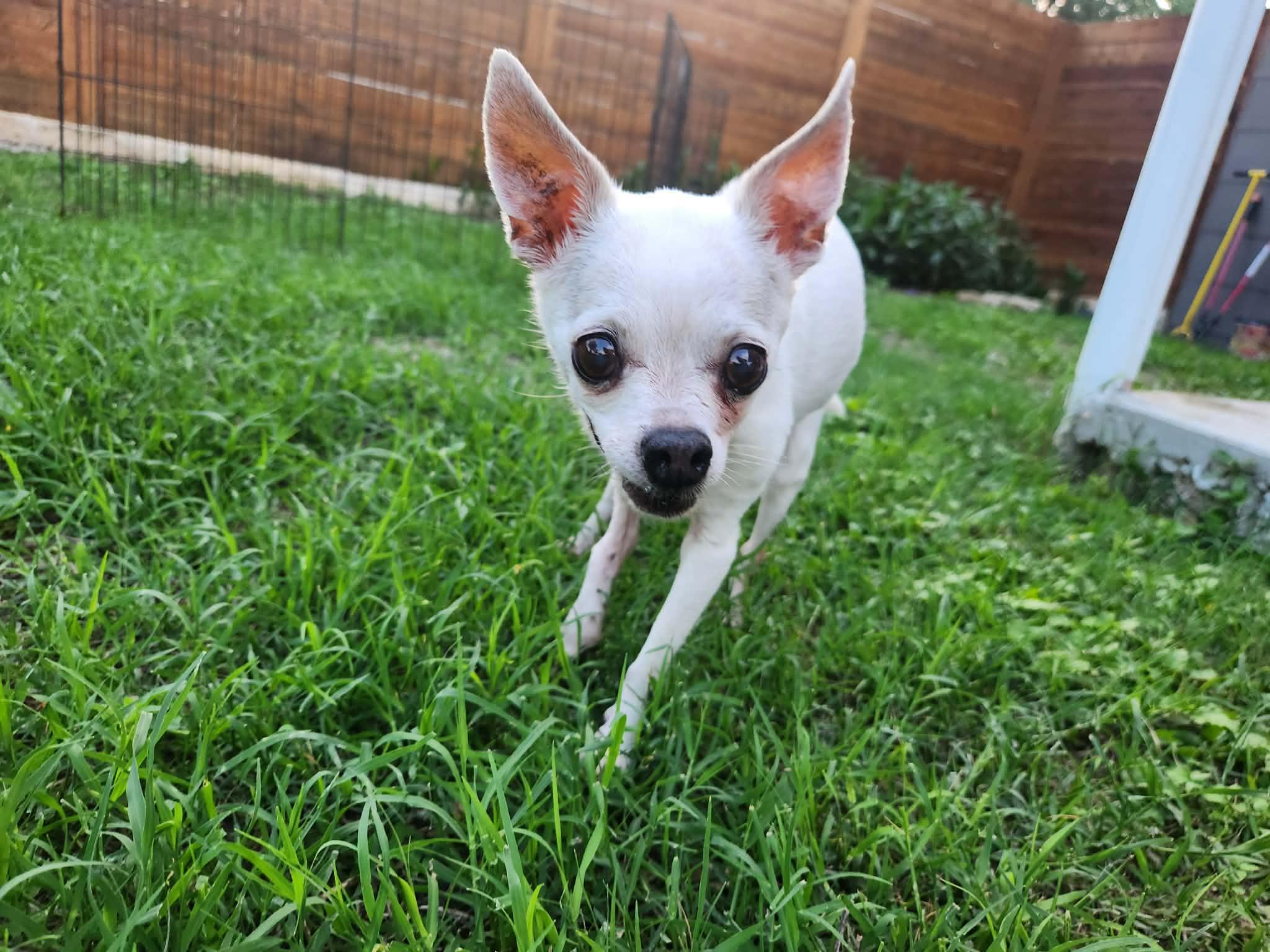 Lantana, a Adoptable Chihuahua in Austin, TX image 3/6