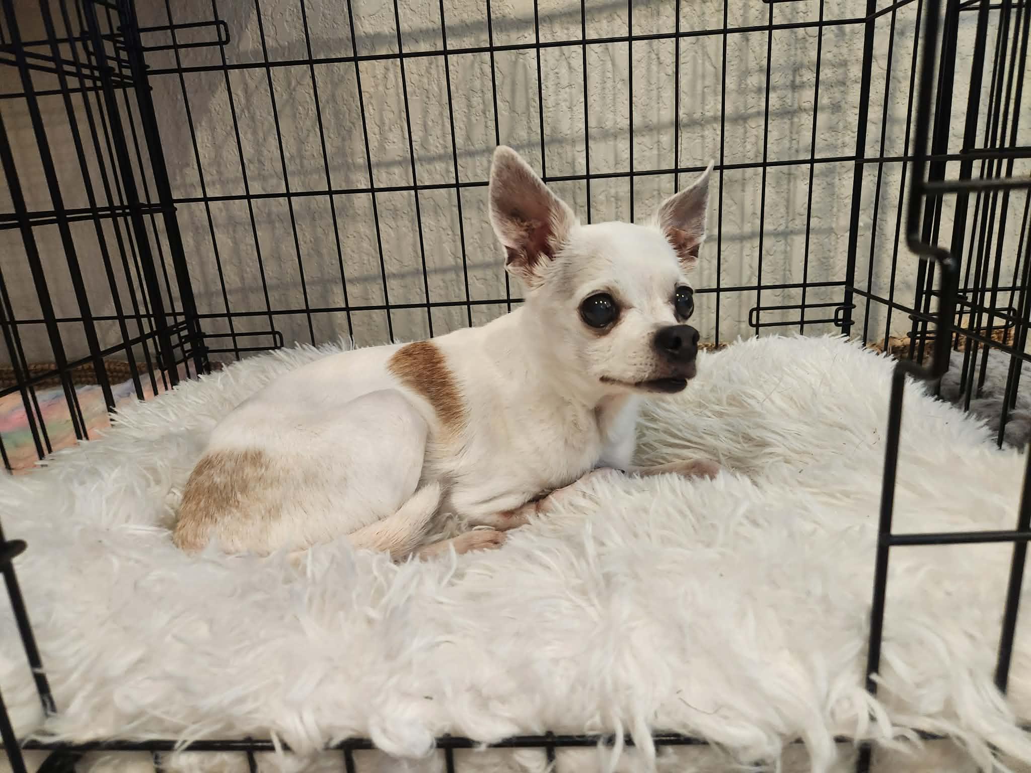 Lantana, a Adoptable Chihuahua in Austin, TX image 4/6