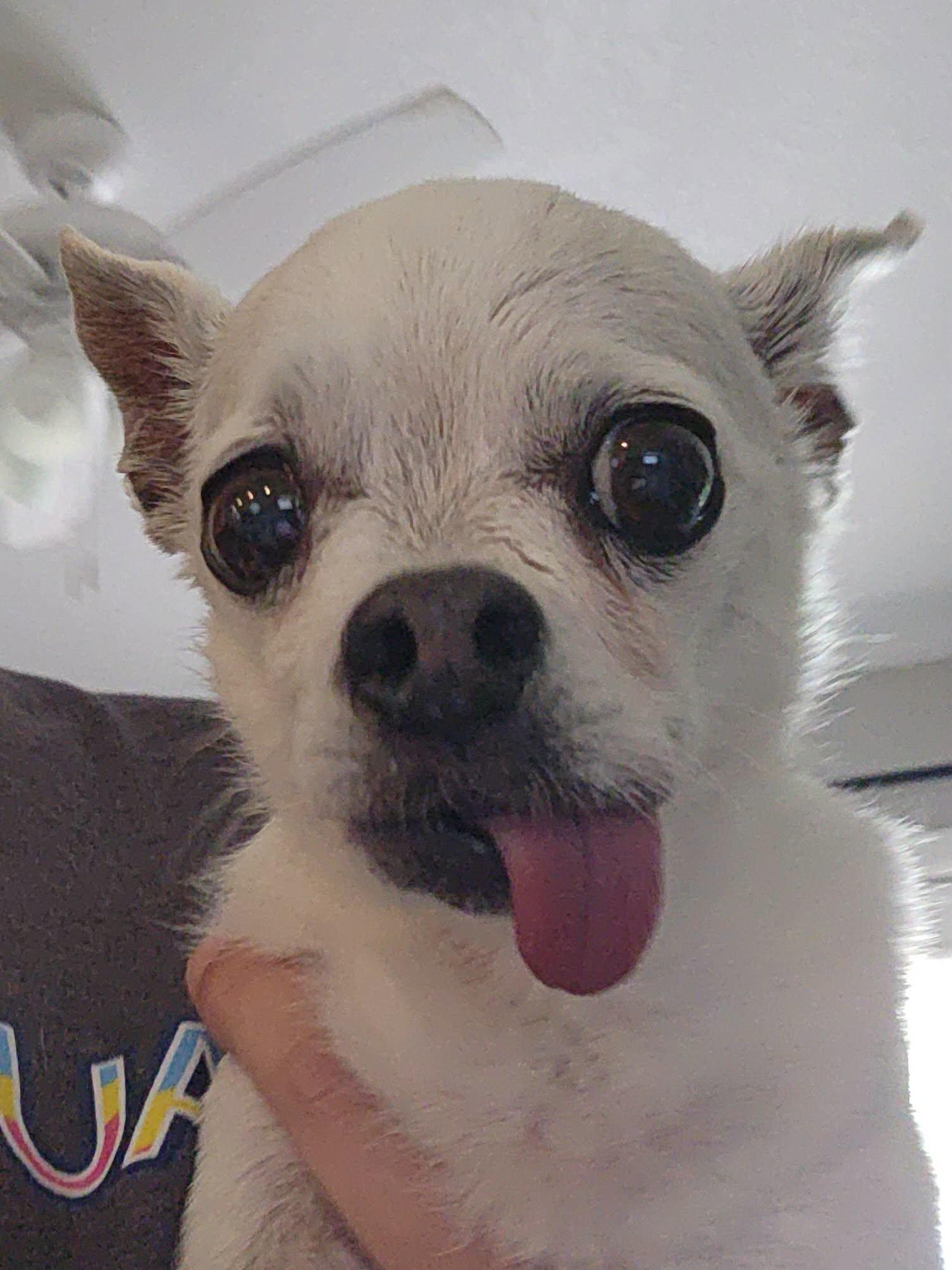 Lantana, a Adoptable Chihuahua in Austin, TX image 5/6
