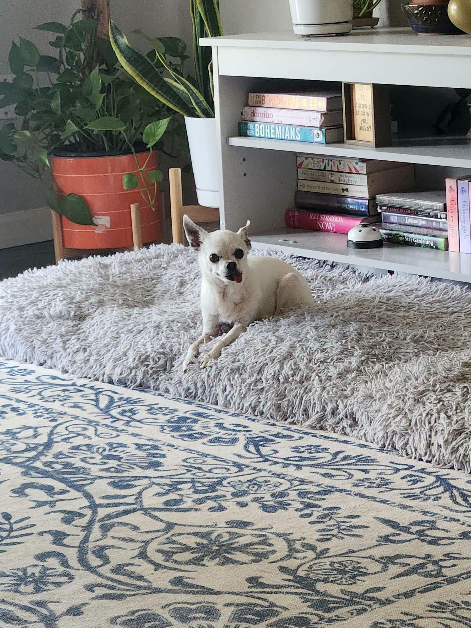 Lantana, a Adoptable Chihuahua in Austin, TX image 6/6