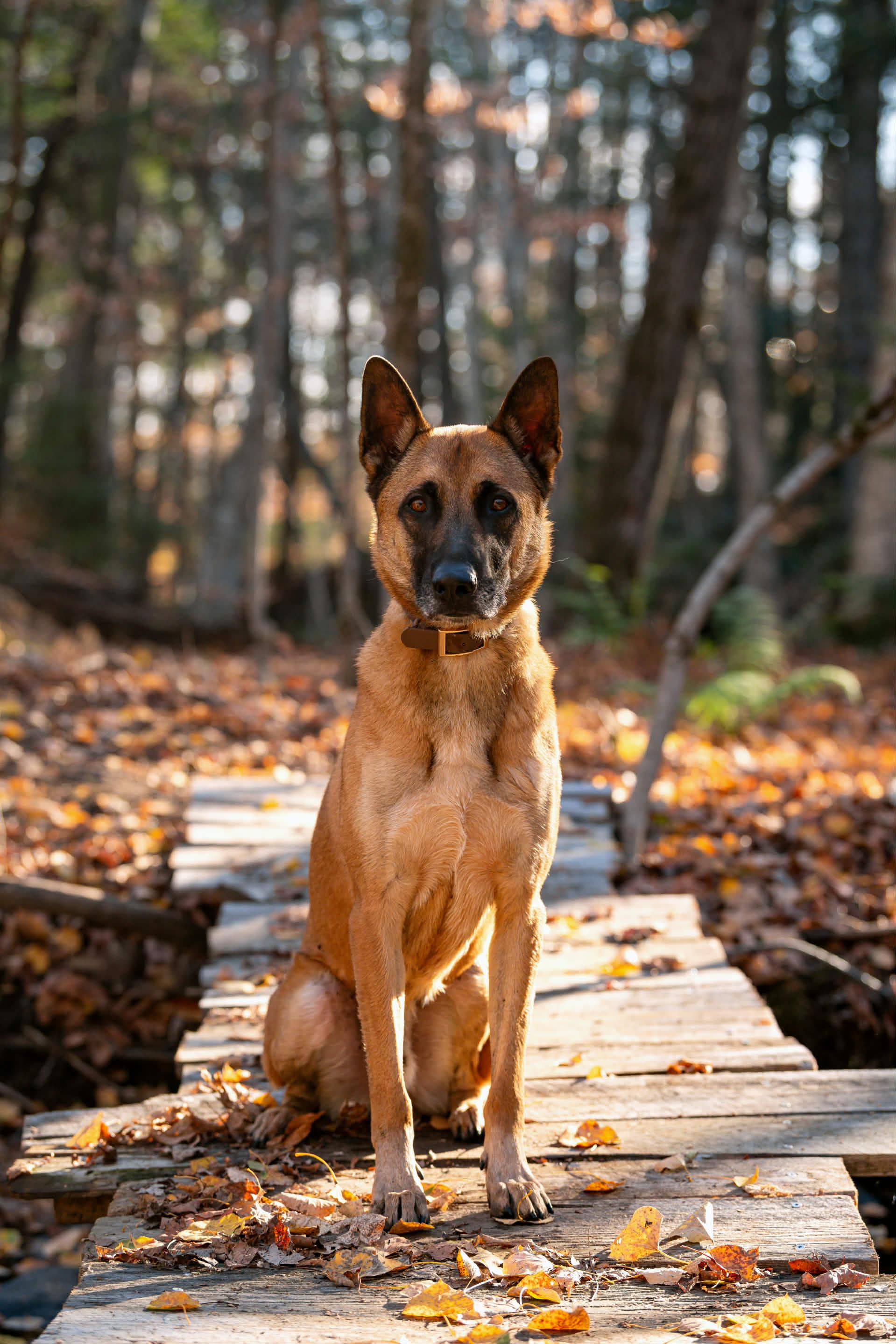 Enlarge Soup, a Adoptable Belgian Shepherd / Malinois in Montreal, QC image 5/6