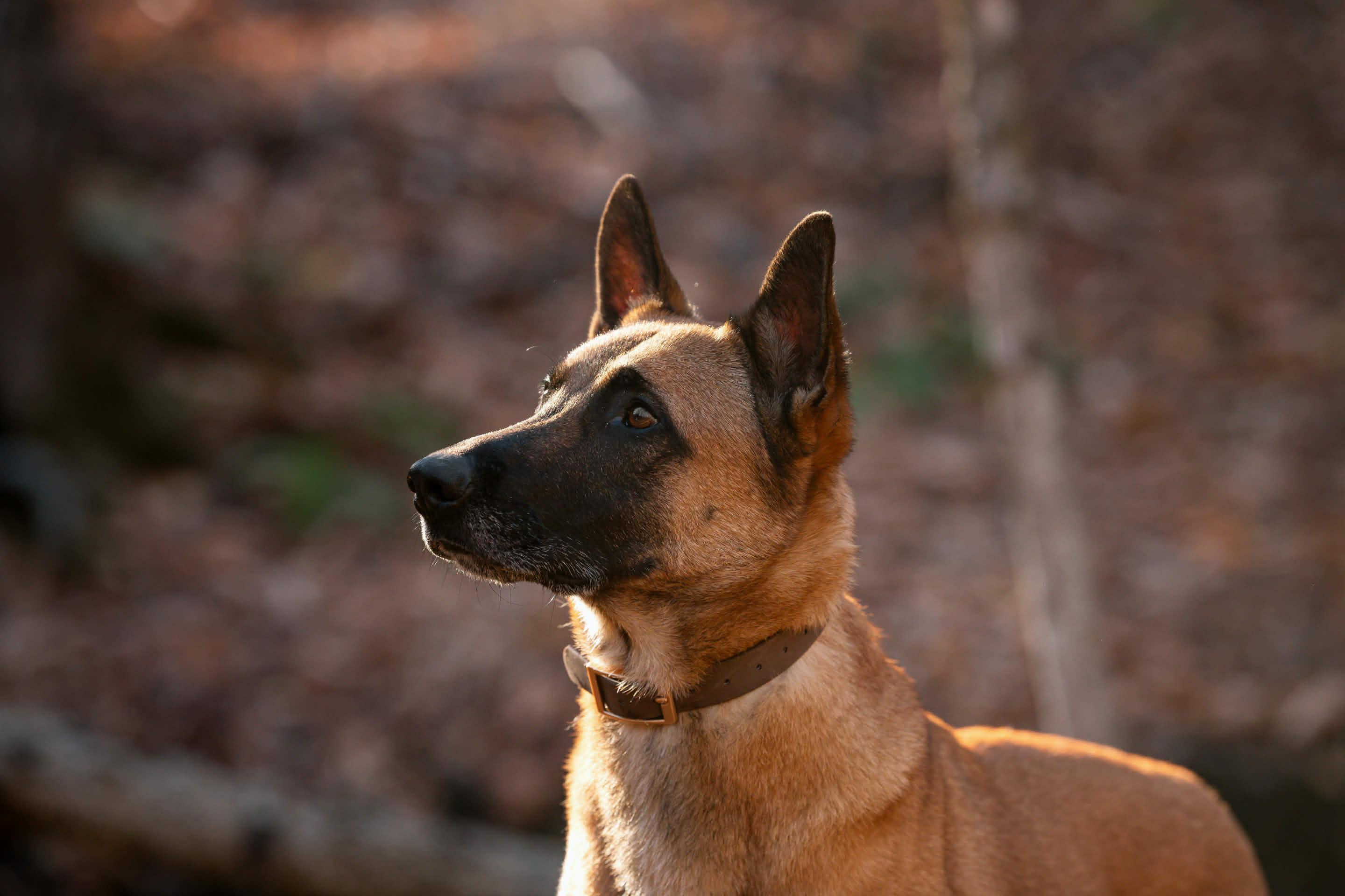 Enlarge Soup, a Adoptable Belgian Shepherd / Malinois in Montreal, QC image 2/6