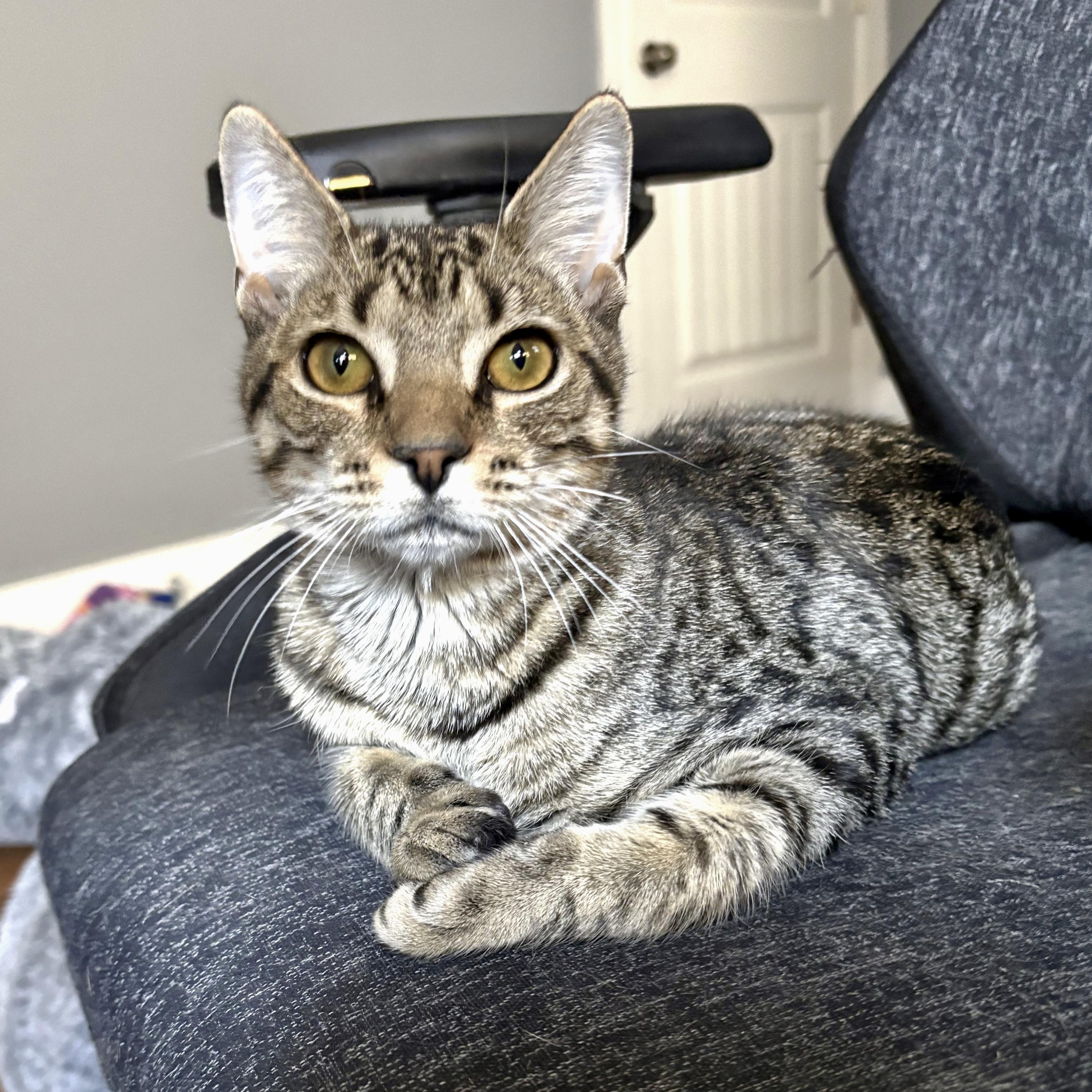 Enlarge Angus, a ADOPTABLE Domestic Short Hair in Apex, NC image 1/4