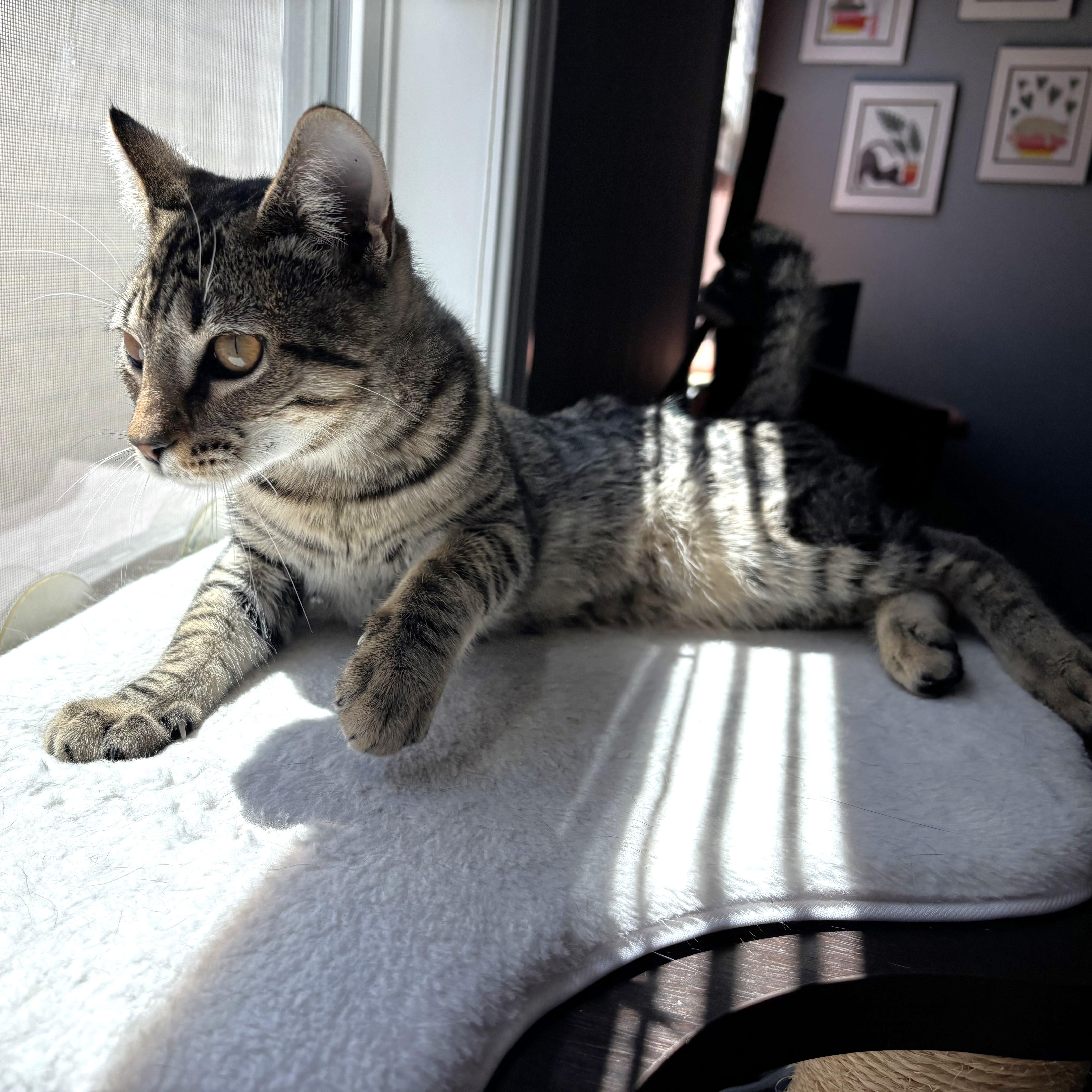 Enlarge Angus, a ADOPTABLE Domestic Short Hair in Apex, NC image 3/4