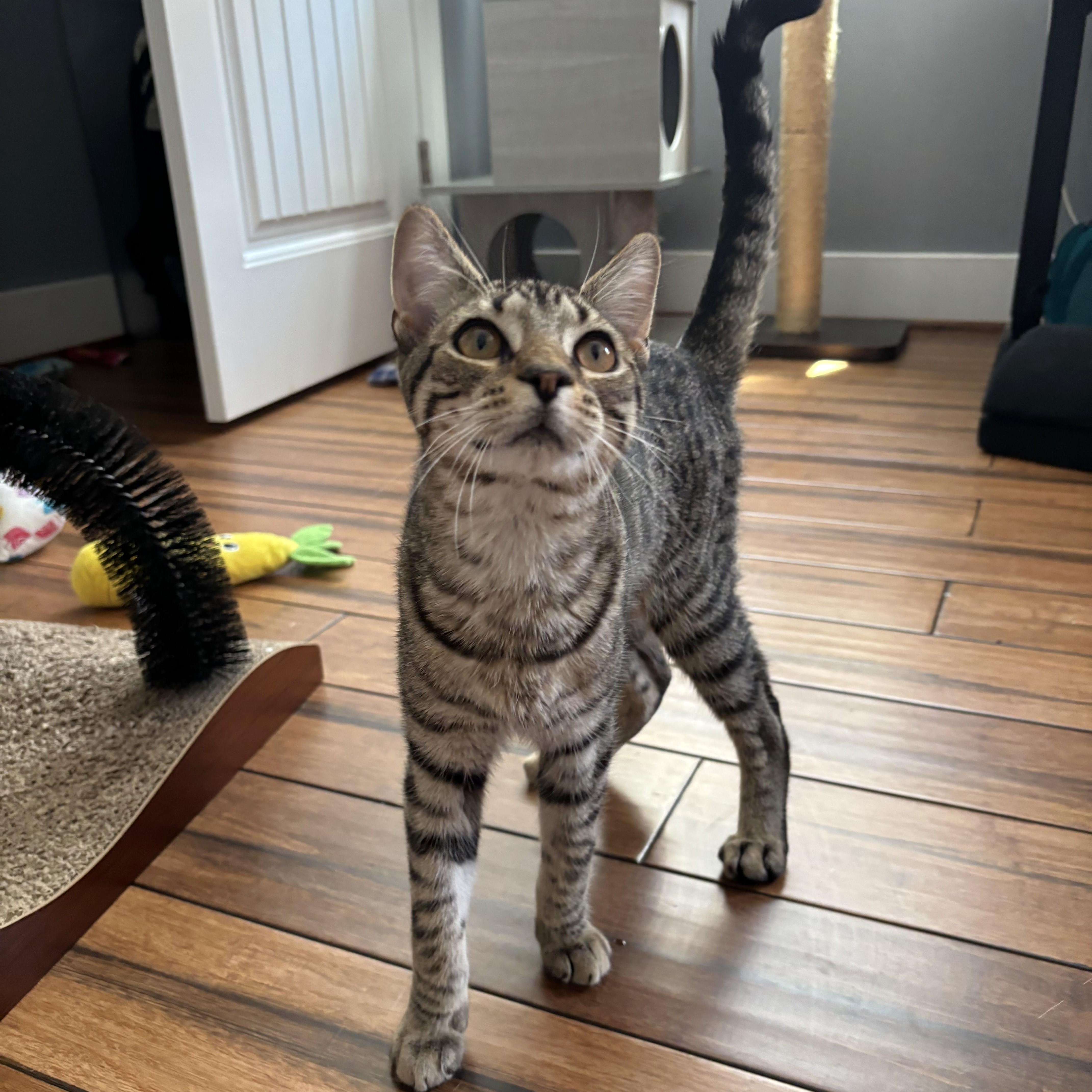 Enlarge Angus, a ADOPTABLE Domestic Short Hair in Apex, NC image 2/4