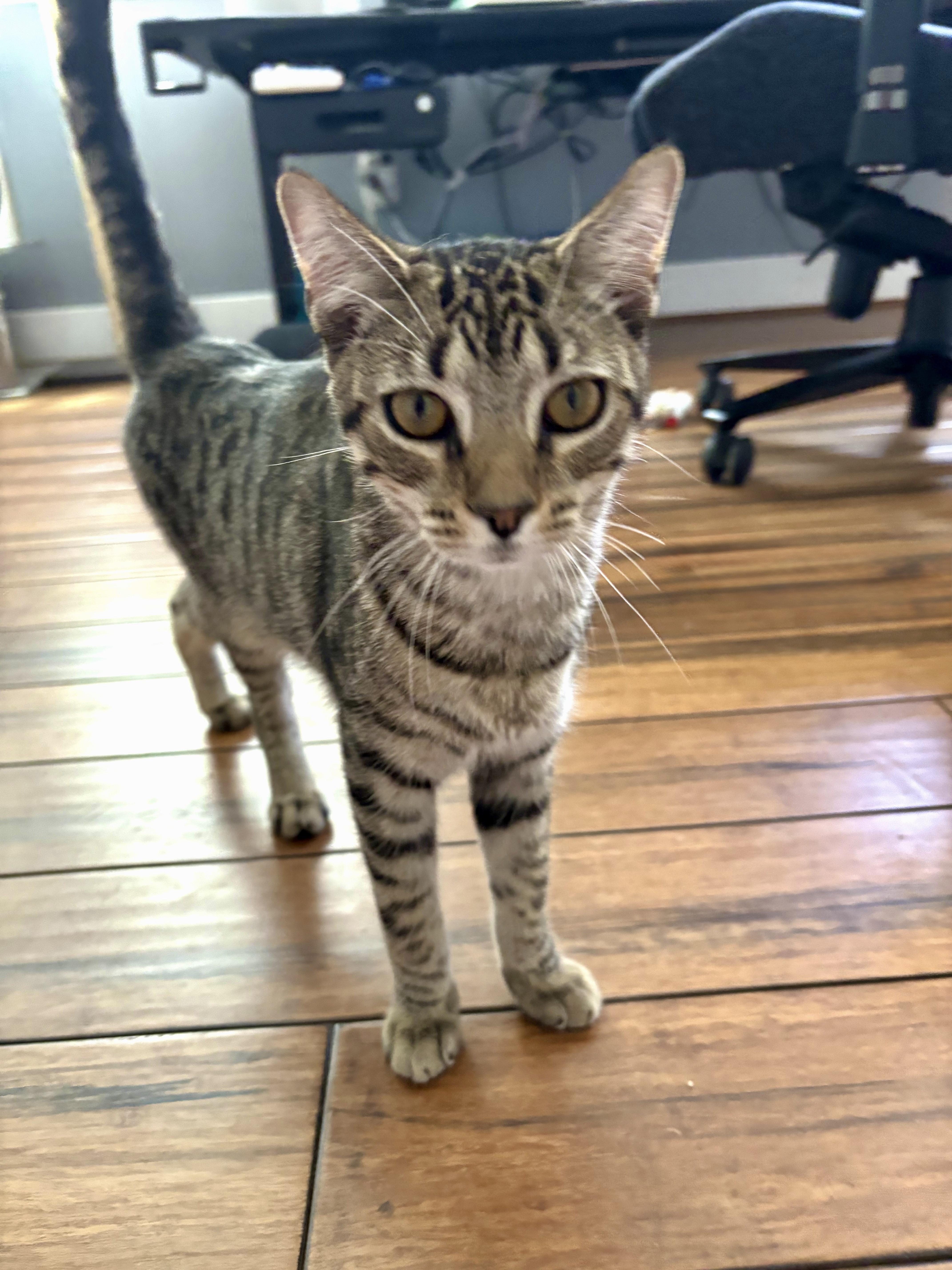 Enlarge Angus, a ADOPTABLE Domestic Short Hair in Apex, NC image 4/4