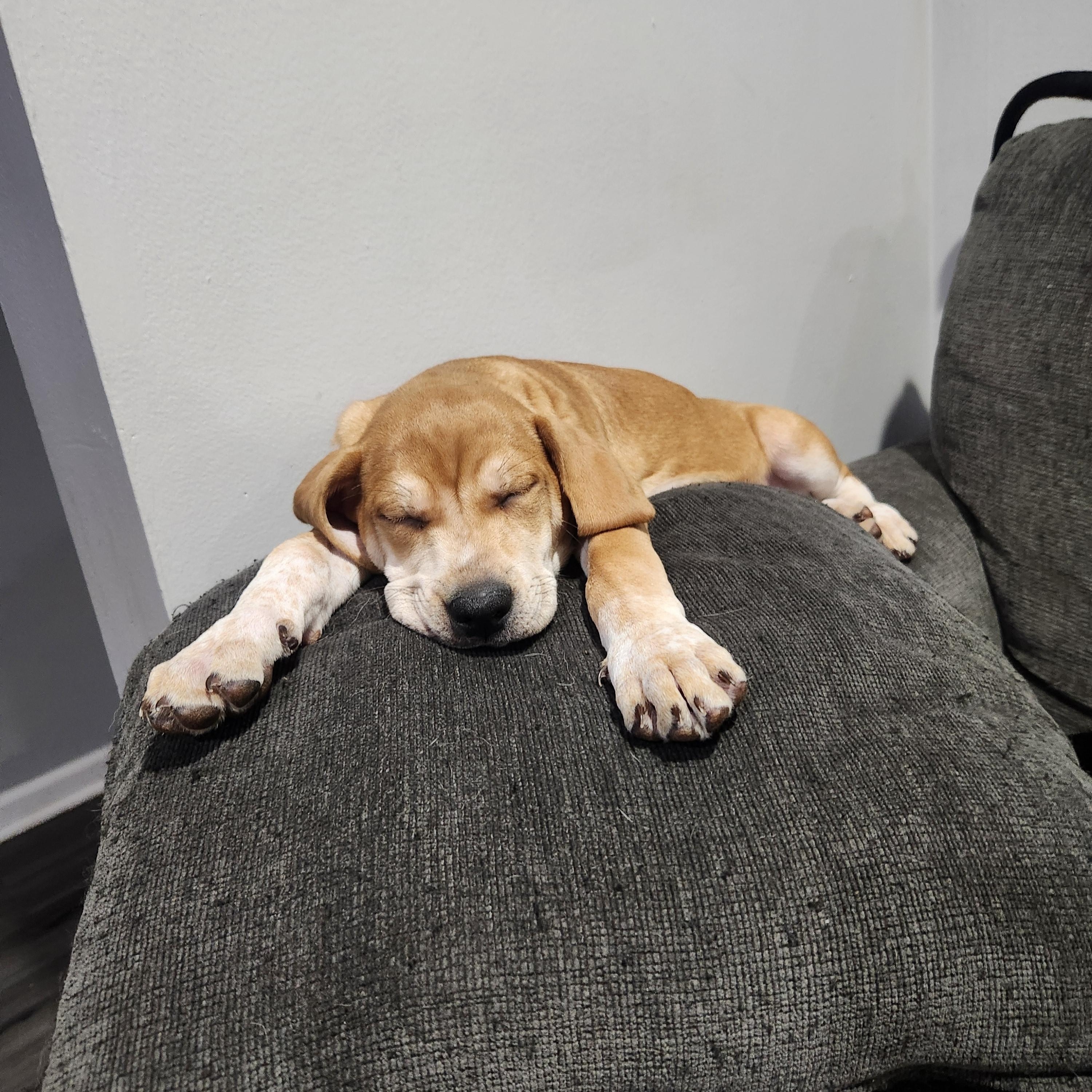 Enlarge Ilsa, a Adoptable mixed breed in Montgomery, IL image 2/4