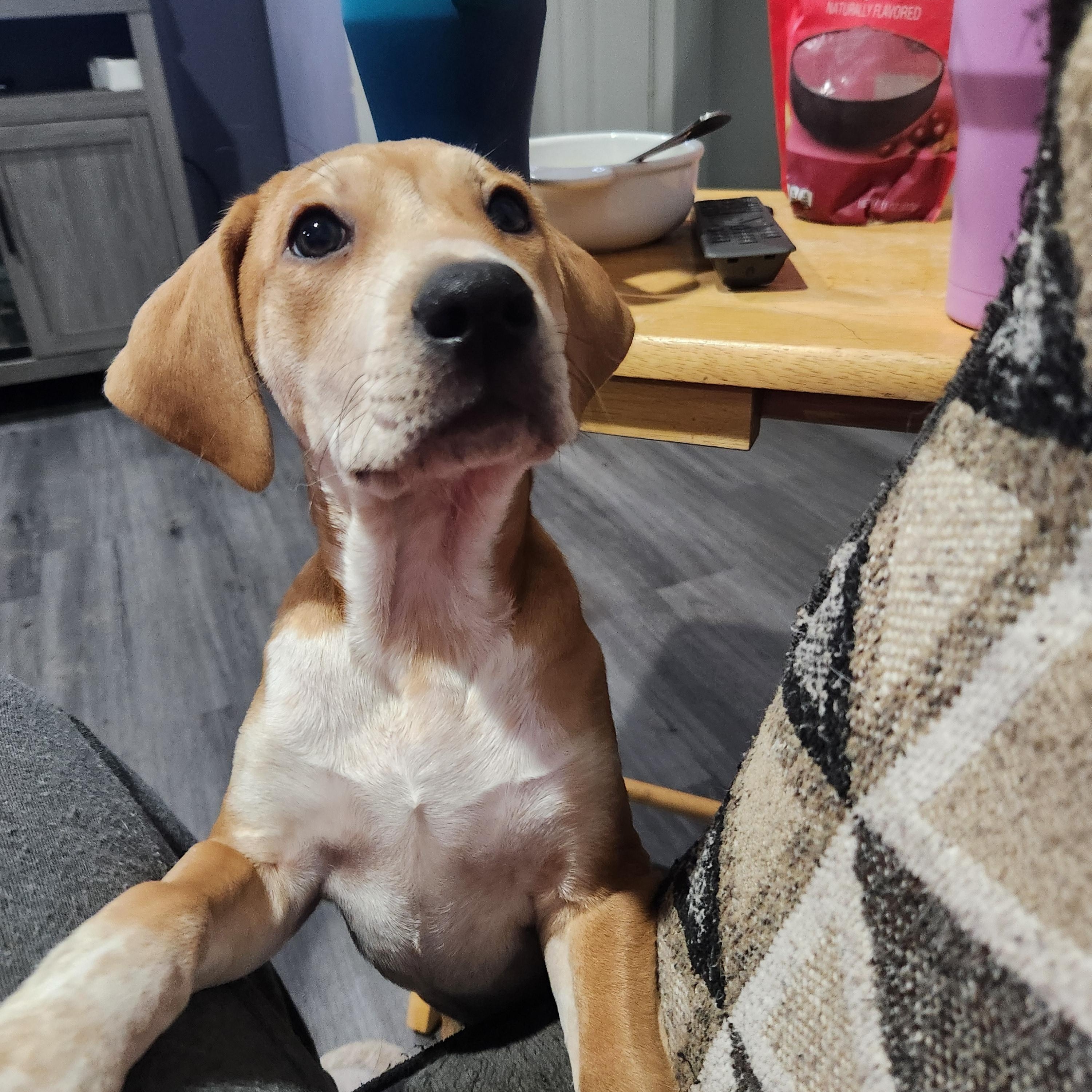 Enlarge Ilsa, a Adoptable mixed breed in Montgomery, IL image 3/4