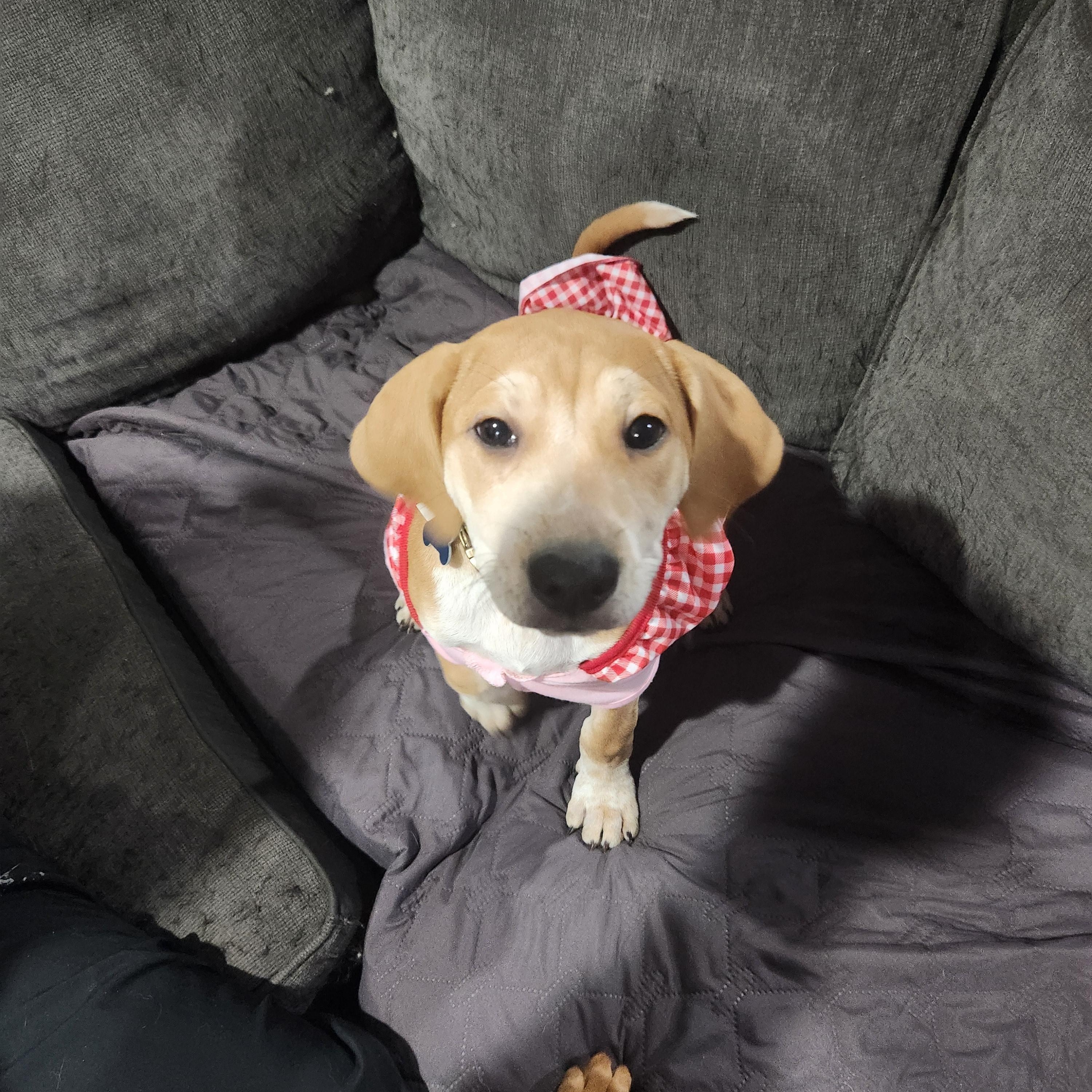 Enlarge Ilsa, a Adoptable mixed breed in Montgomery, IL image 4/4