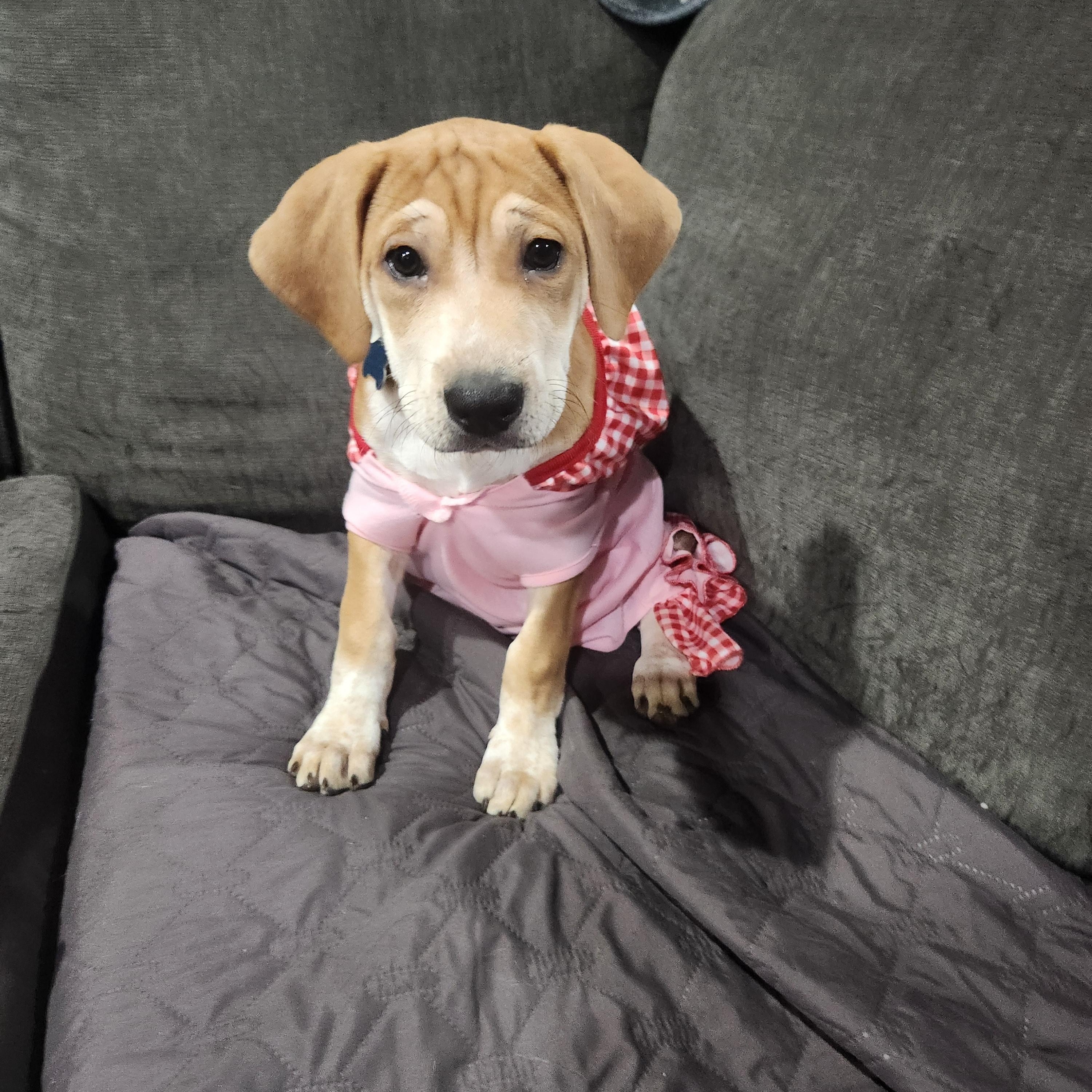 Enlarge Ilsa, a Adoptable mixed breed in Montgomery, IL image 1/4