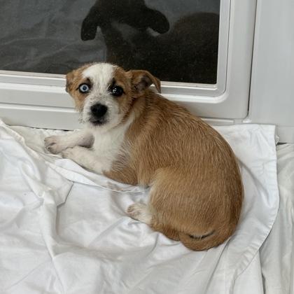 Enlarge Josie, a Adoptable mixed breed in San Francisco, CA image 3/3