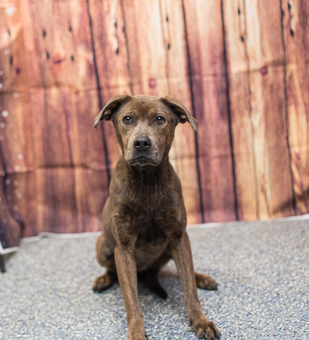 Daisy may, ADOPTABLE, Adult Female Mixed Breed.