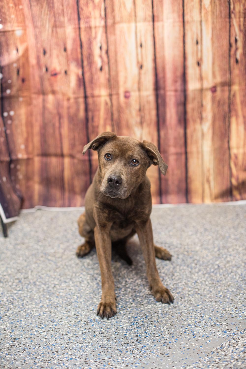 Daisy may, a ADOPTABLE mixed breed in Elizabethtown, NC image 2/3