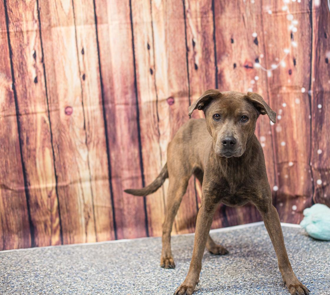 Daisy may, a ADOPTABLE mixed breed in Elizabethtown, NC image 3/3