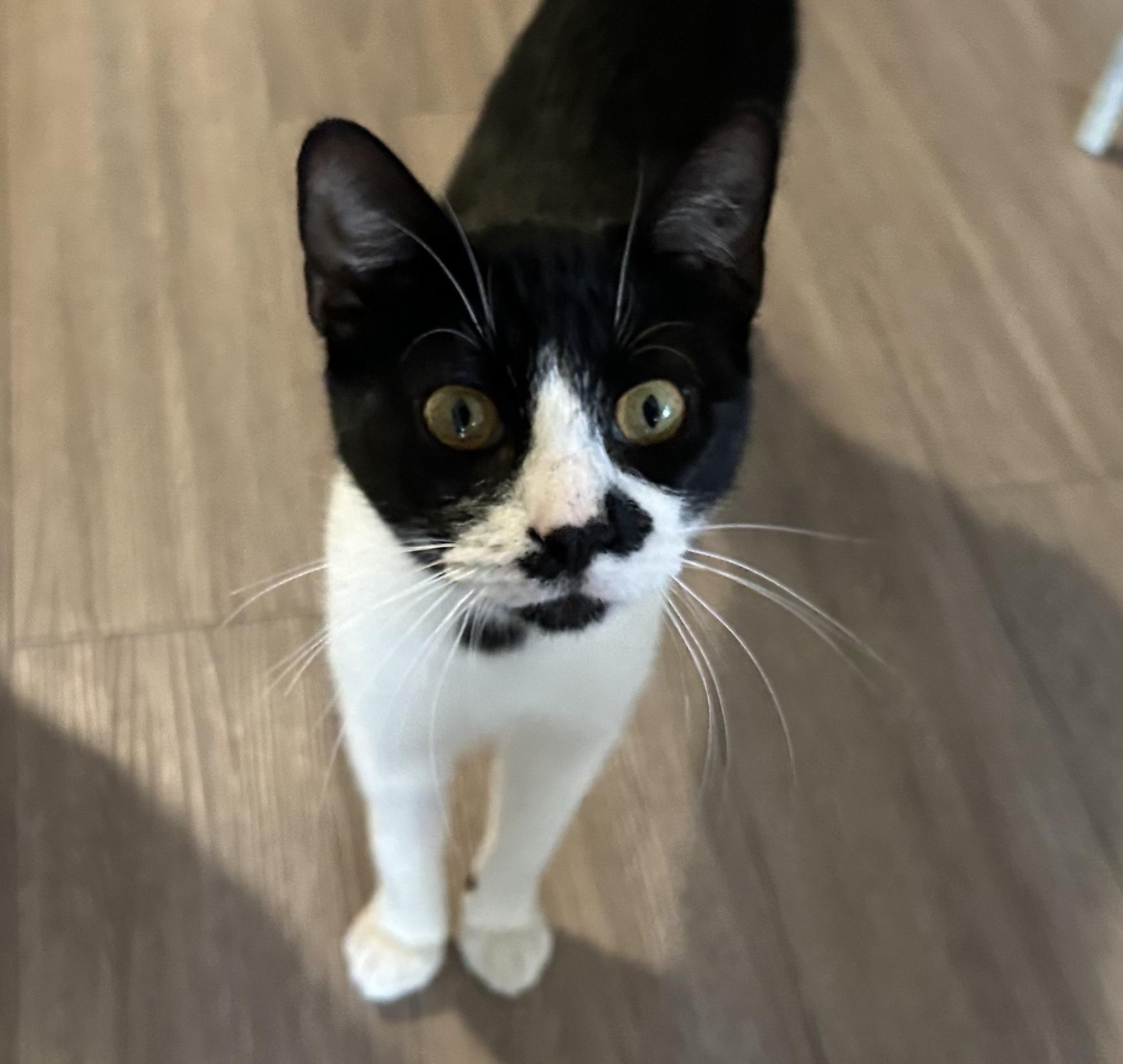 Frank Ocean Gallagher #stubby-tail