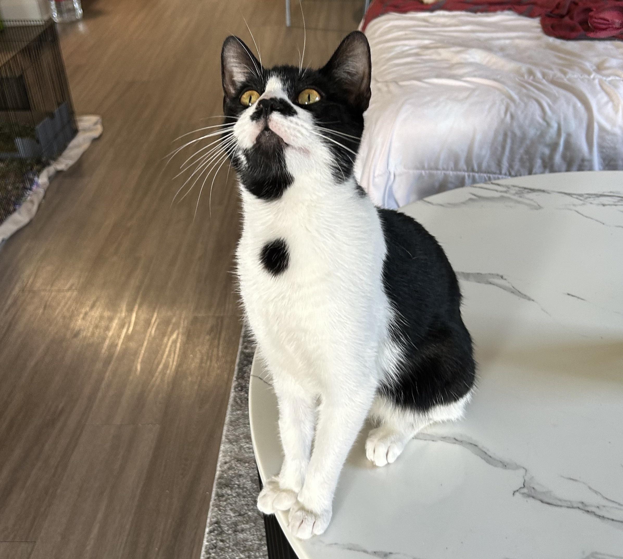 Frank Ocean Gallagher #stubby-tail