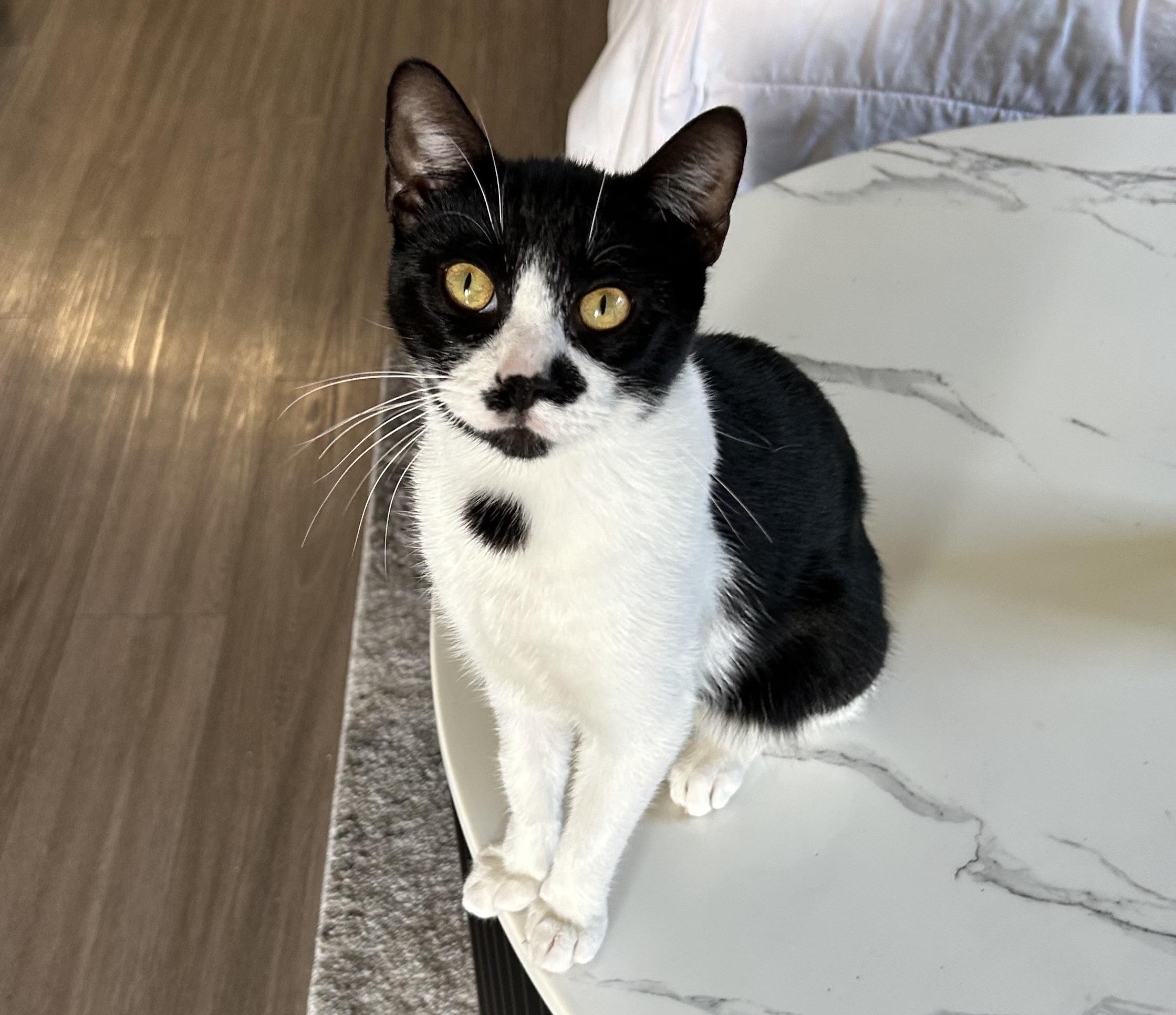 Frank Ocean Gallagher #stubby-tail