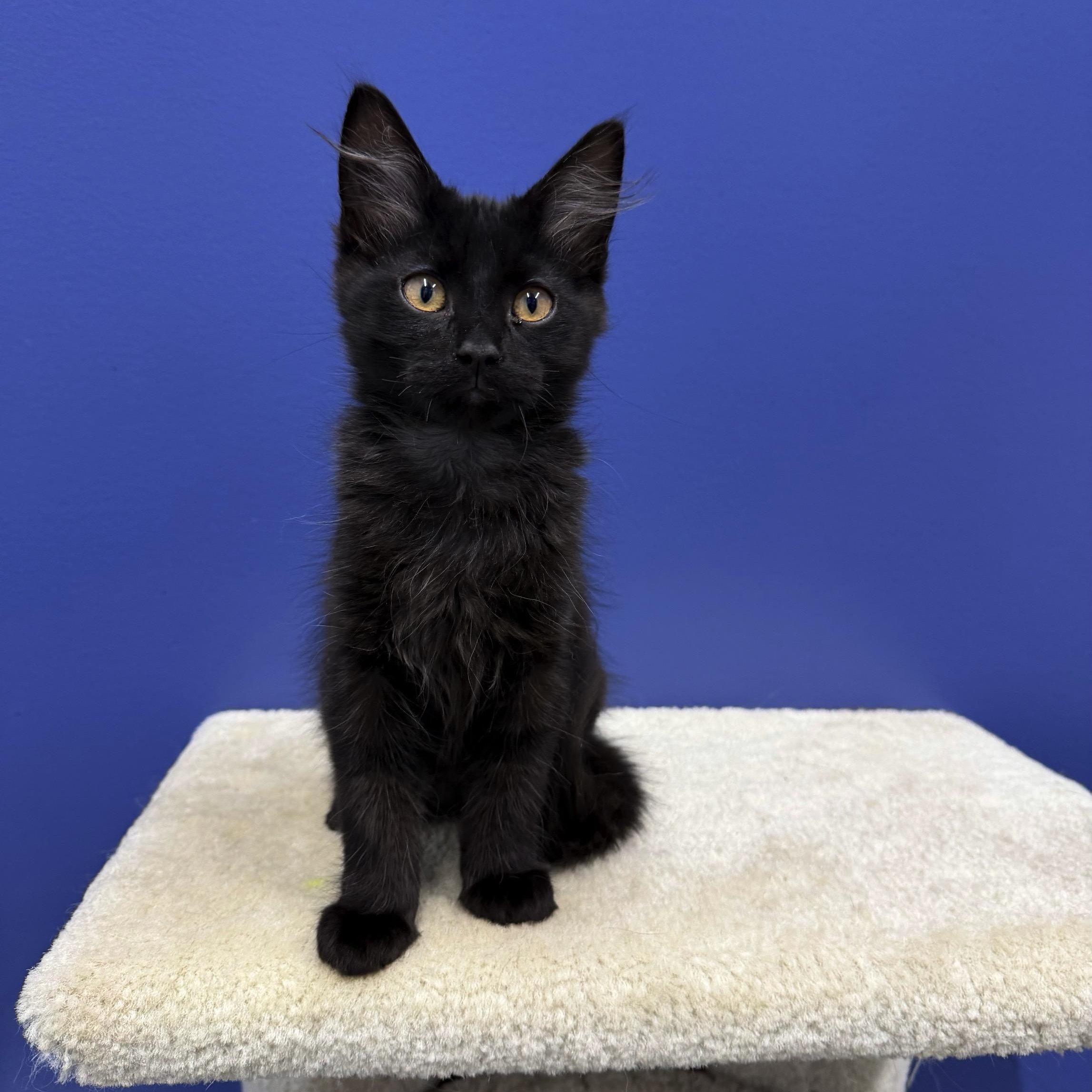 Vader, a Adoptable mixed breed in High Ridge, MO image 3/5
