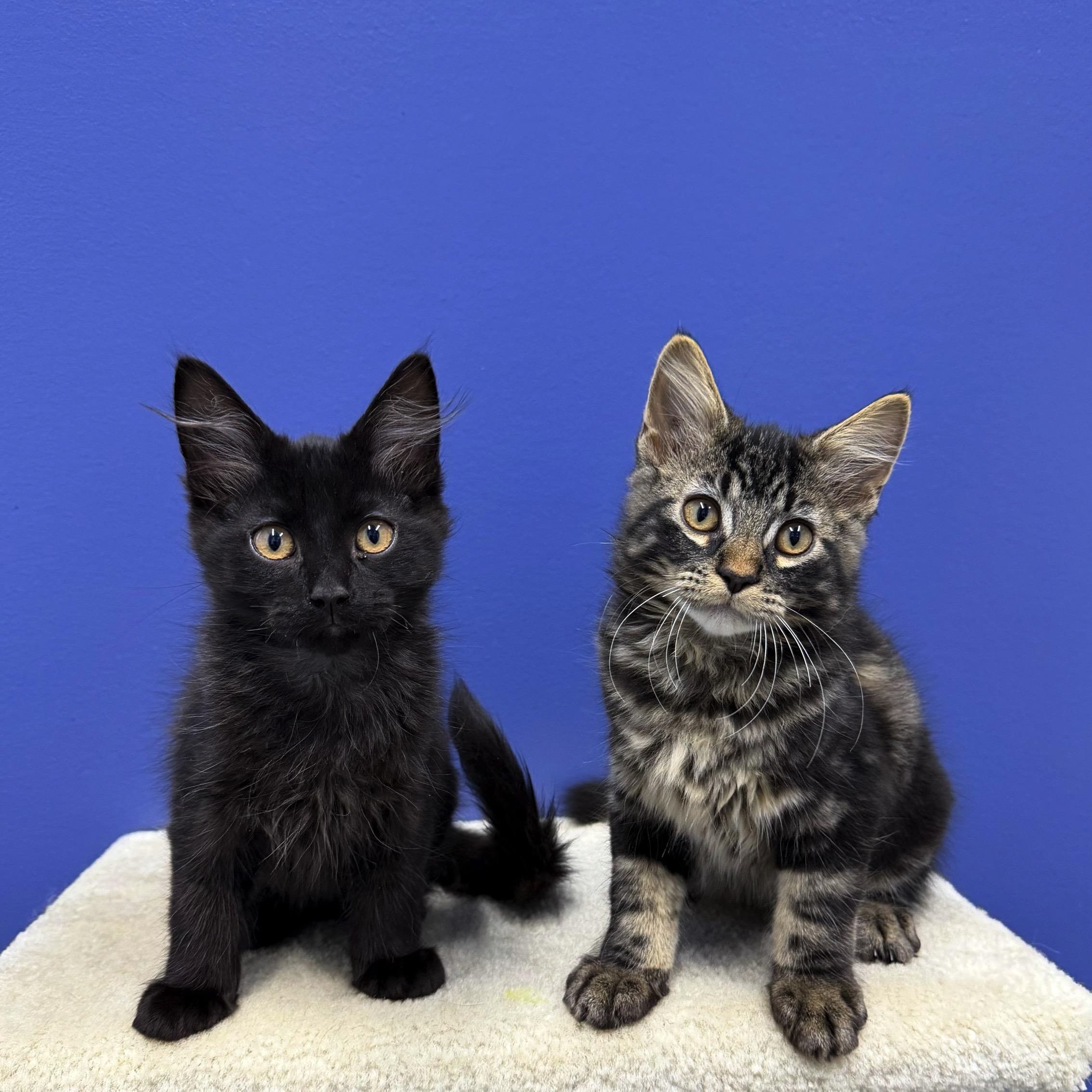 Vader, a Adoptable mixed breed in High Ridge, MO image 4/5