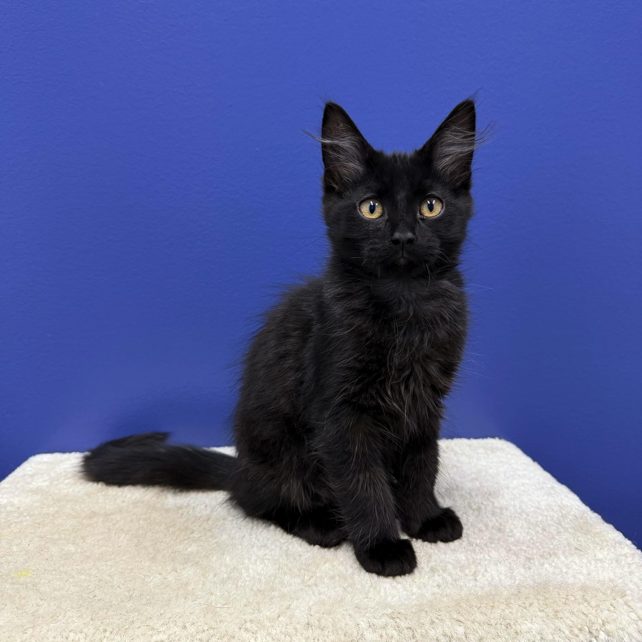 Vader, a Adoptable mixed breed in High Ridge, MO image 1/5