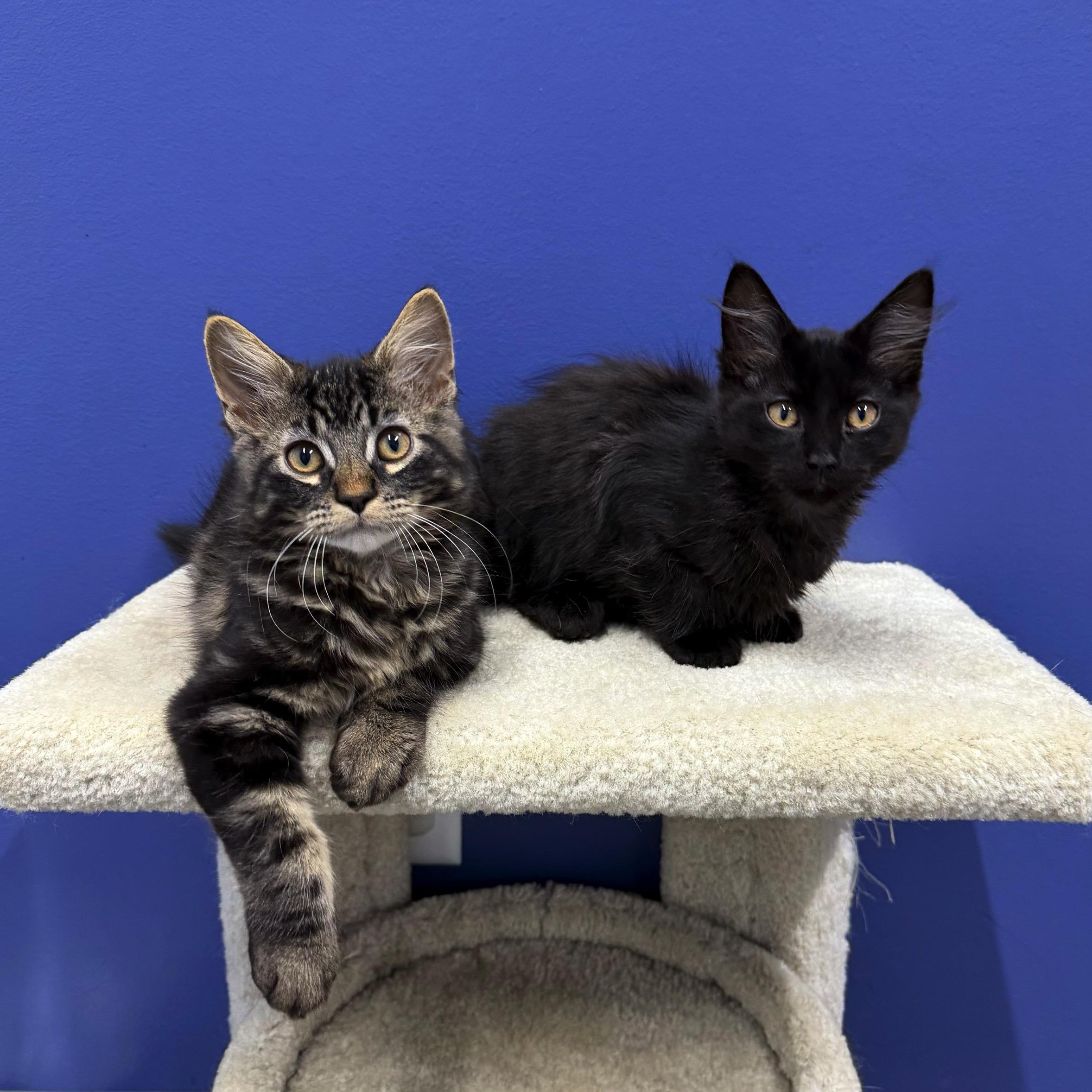 Vader, a Adoptable mixed breed in High Ridge, MO image 5/5