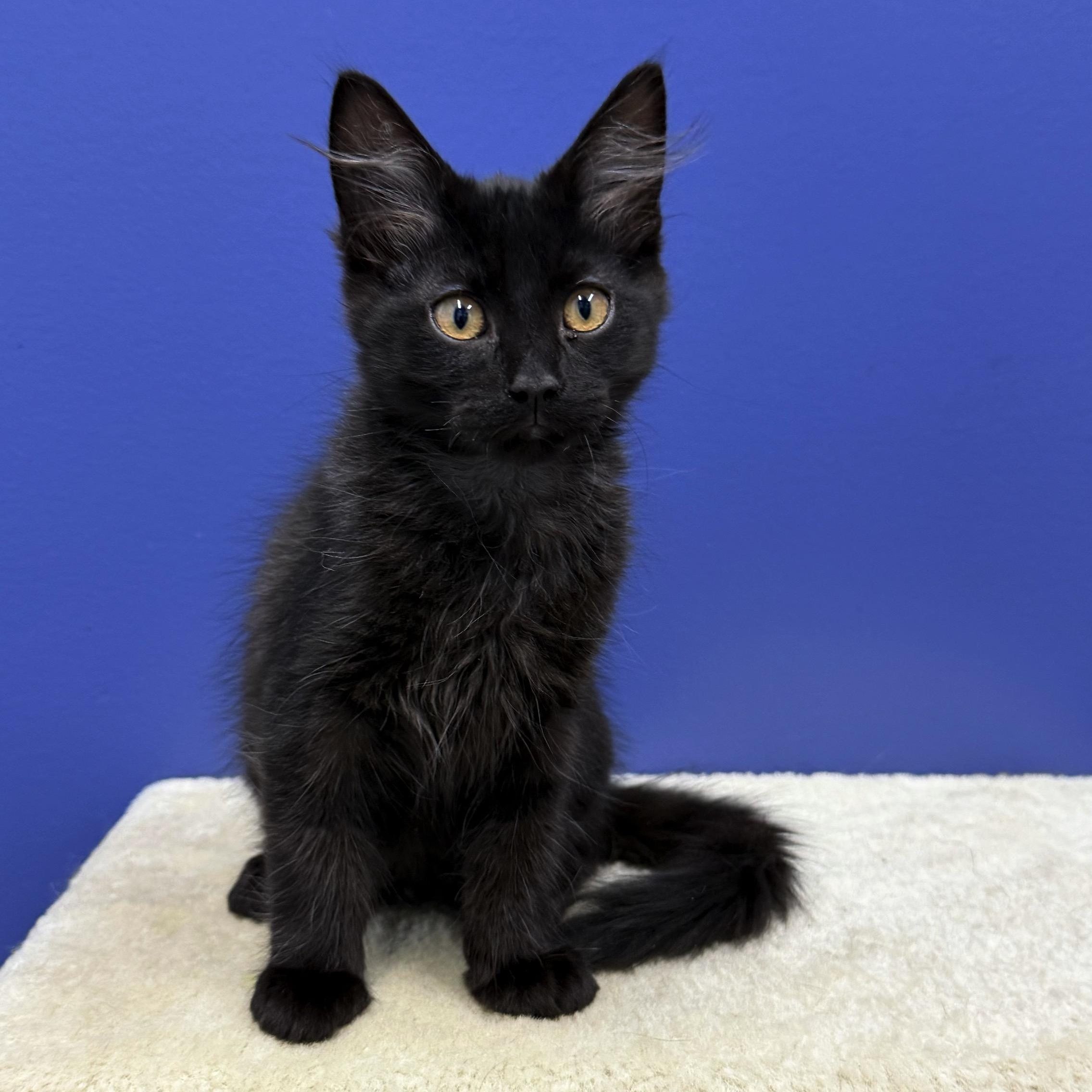 Vader, a Adoptable mixed breed in High Ridge, MO image 2/5