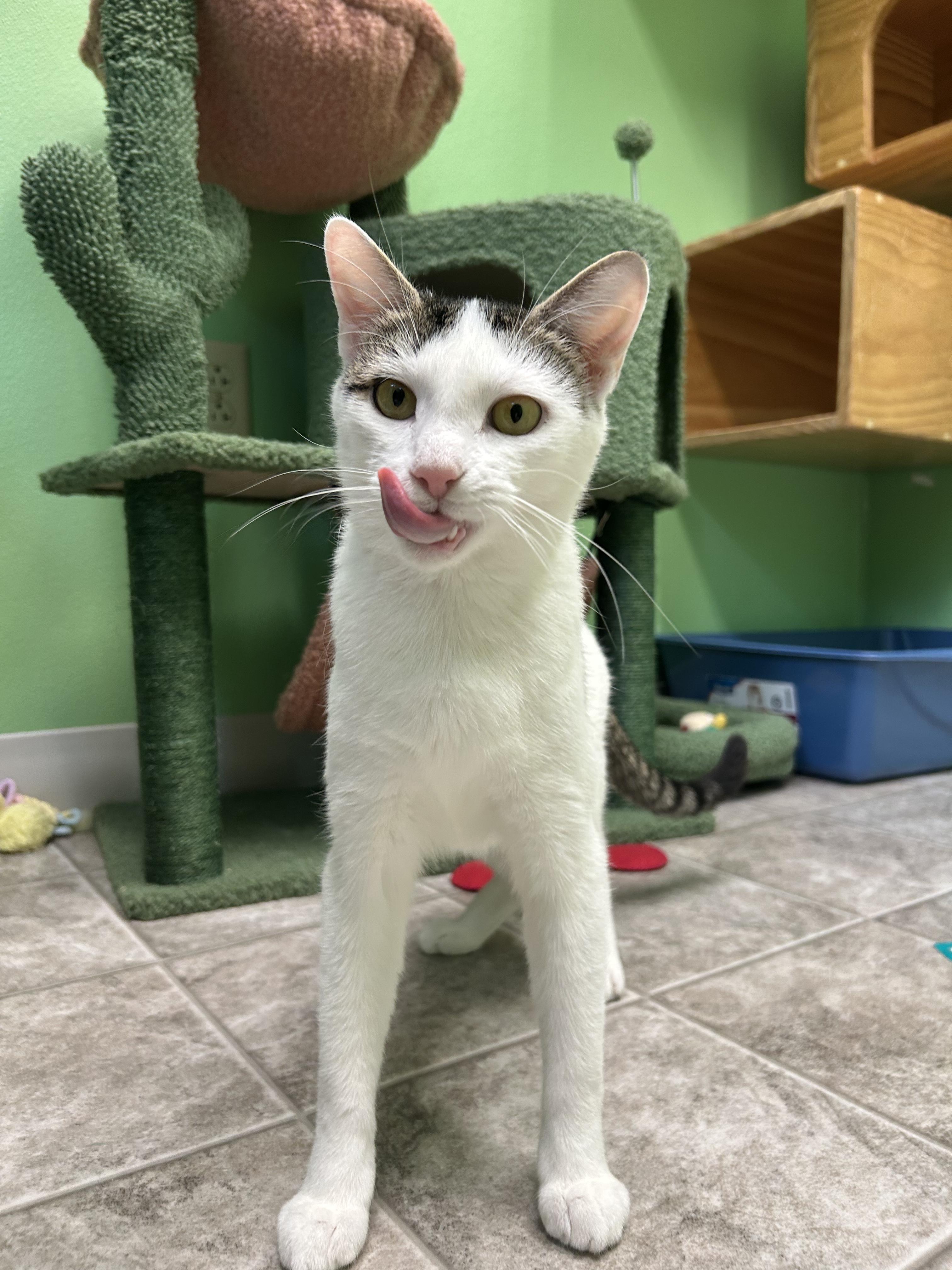 Enlarge Flora, a Adoptable Domestic Short Hair in Greenbelt, MD image 3/6