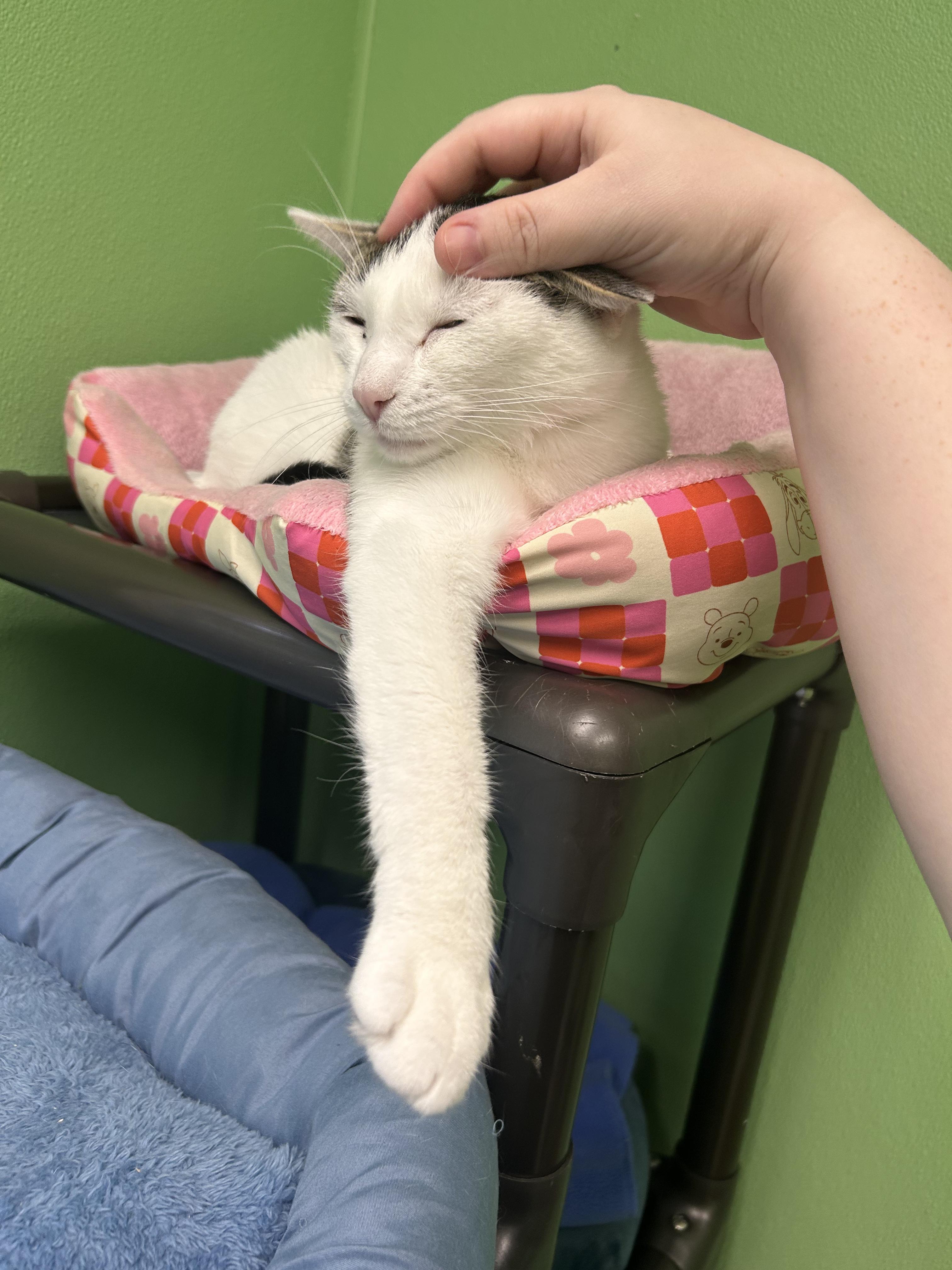 Enlarge Flora, a Adoptable Domestic Short Hair in Greenbelt, MD image 1/6