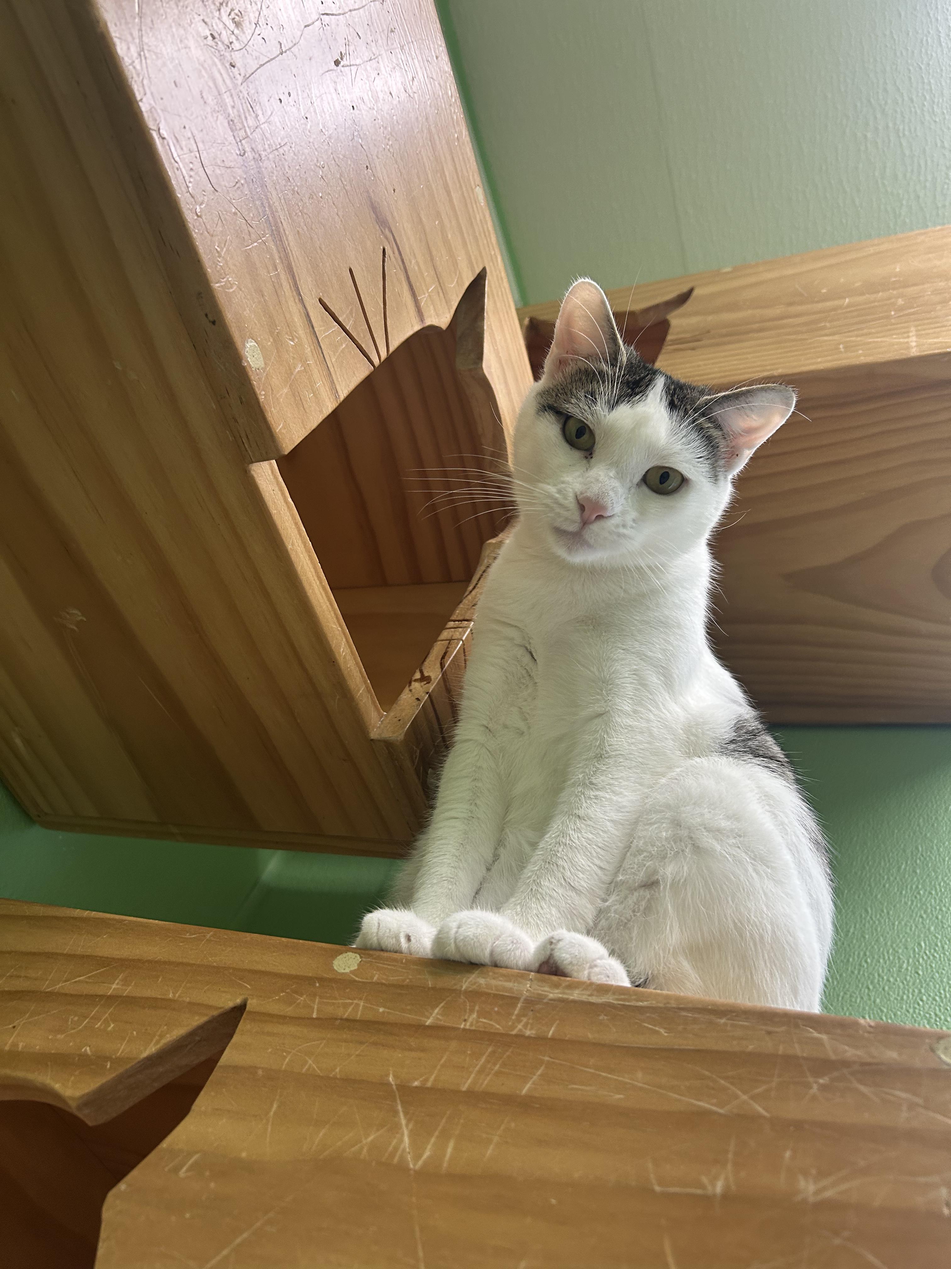 Enlarge Flora, a Adoptable Domestic Short Hair in Greenbelt, MD image 4/6