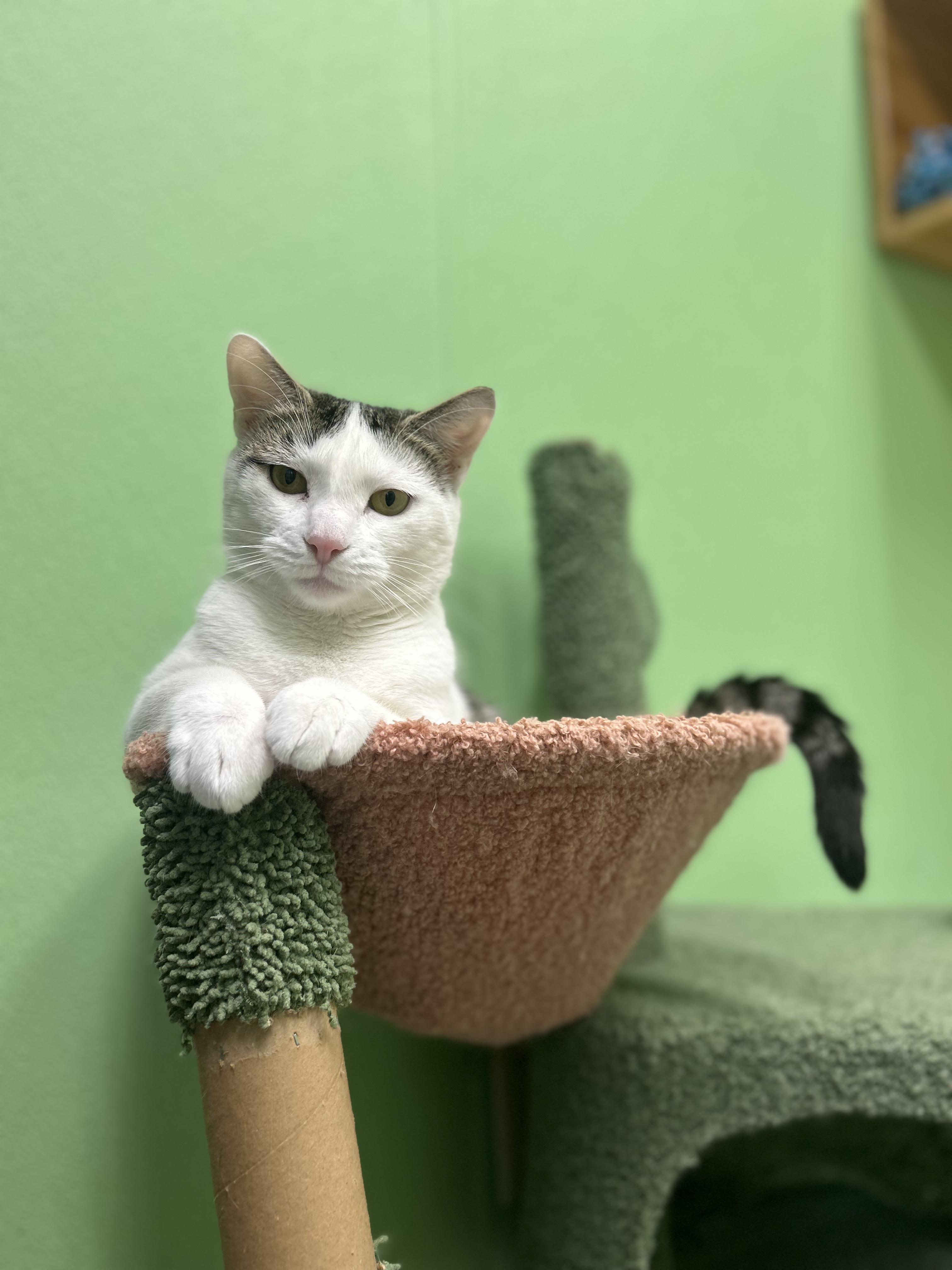 Enlarge Flora, a Adoptable Domestic Short Hair in Greenbelt, MD image 5/6