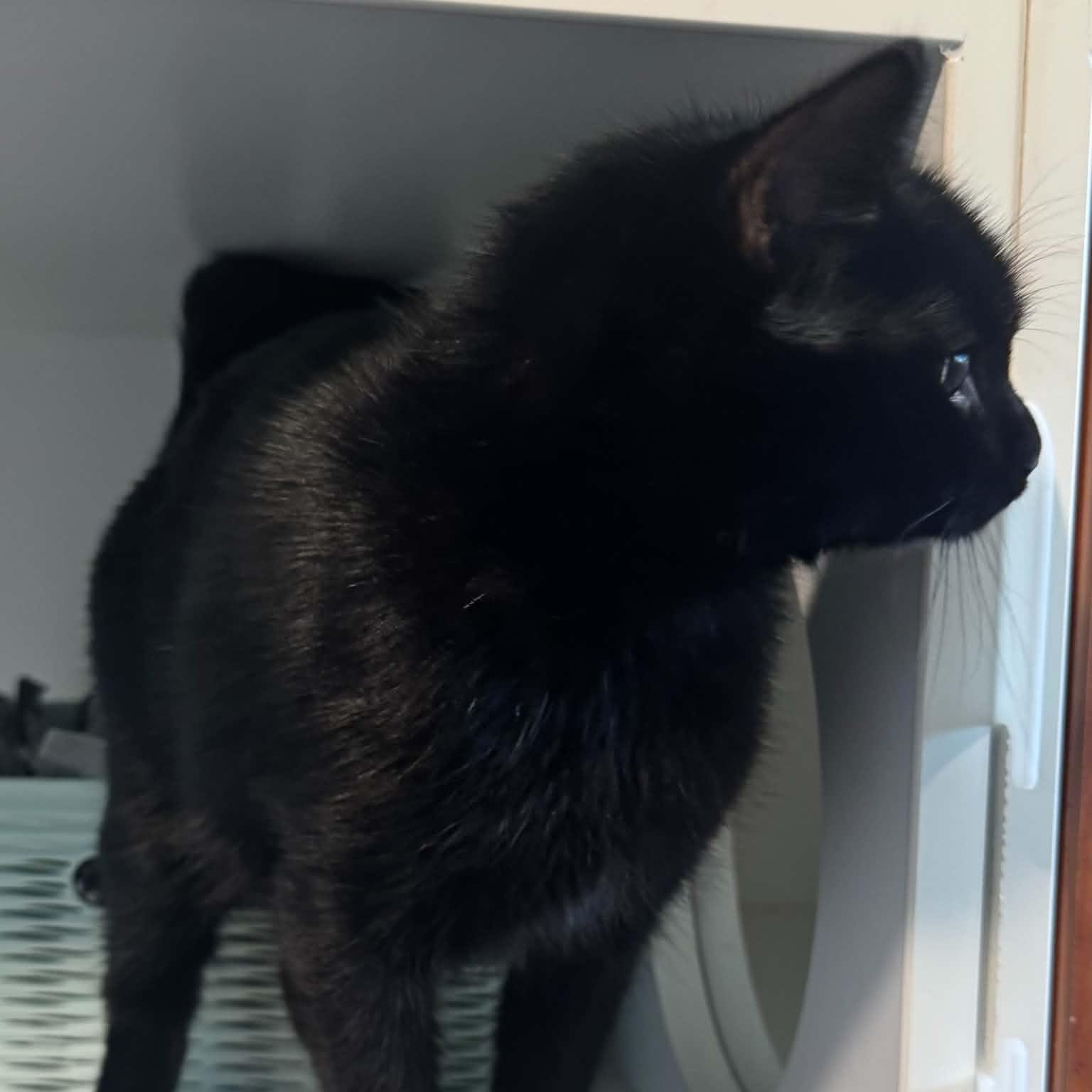 Enlarge Lady, a Adoptable American Shorthair in Danbury, CT image 2/4