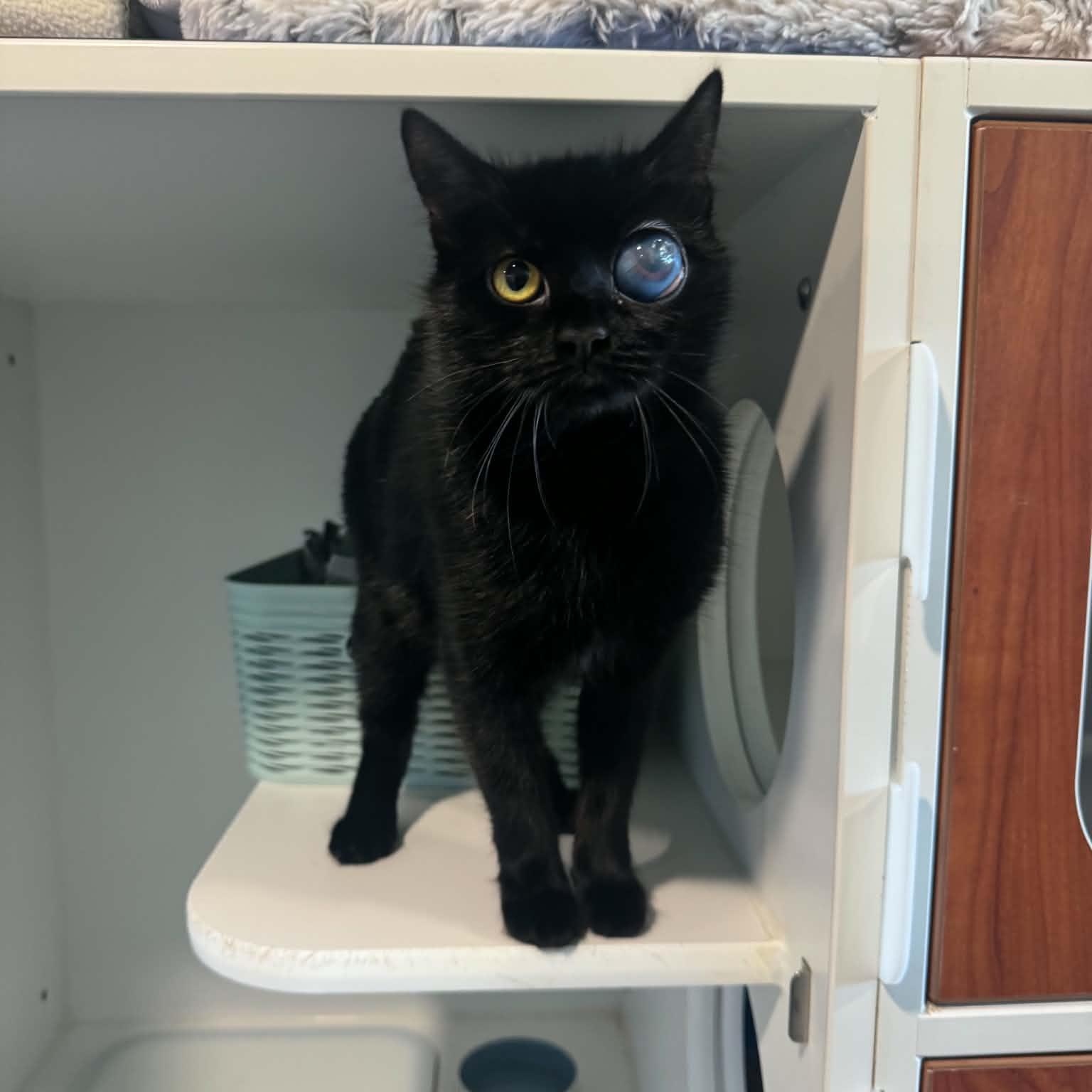 Enlarge Lady, a Adoptable American Shorthair in Danbury, CT image 4/4