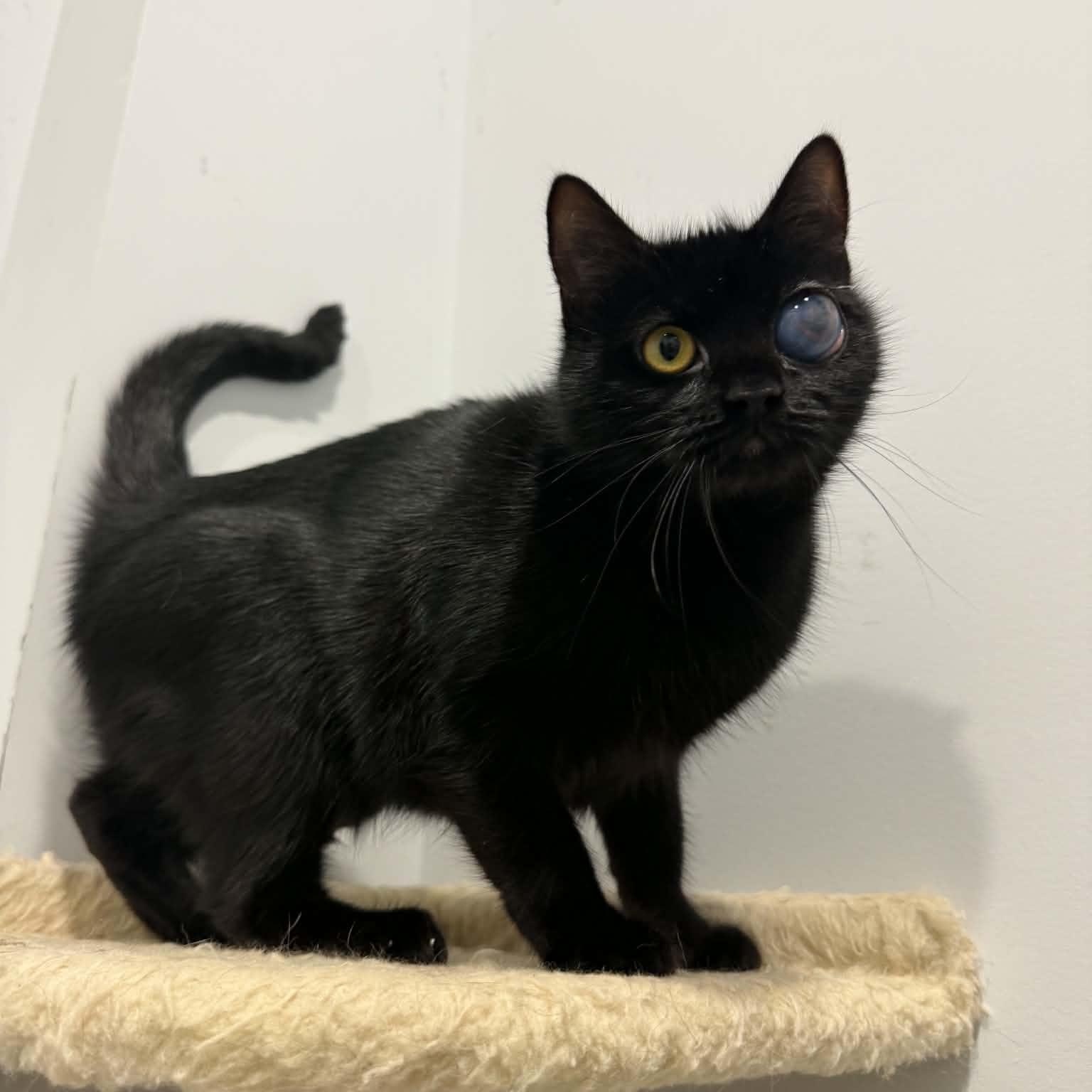 Enlarge Lady, a Adoptable American Shorthair in Danbury, CT image 3/4